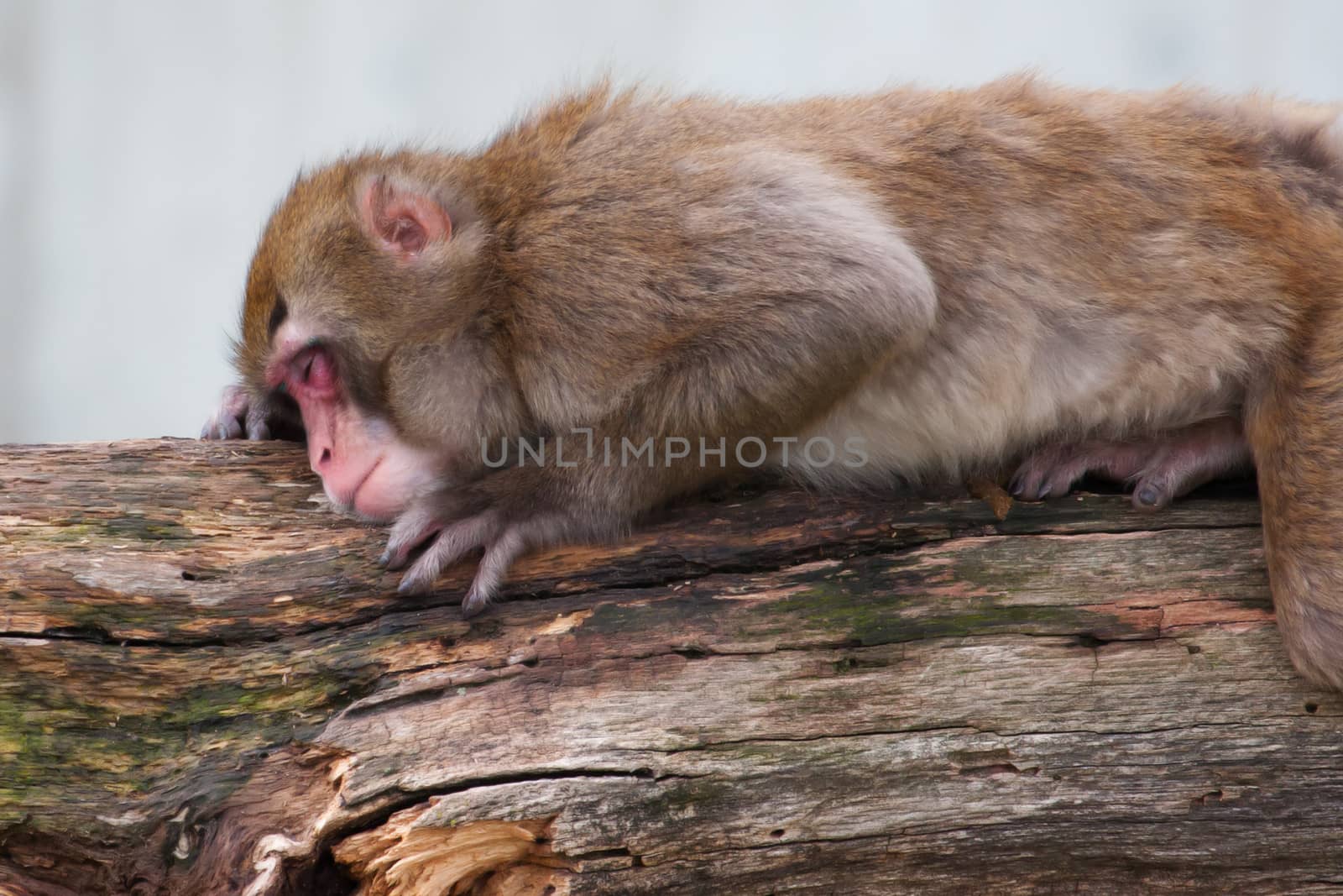 Macaque (Snow) Monkey's taking a nap soft focus by Coffee999
