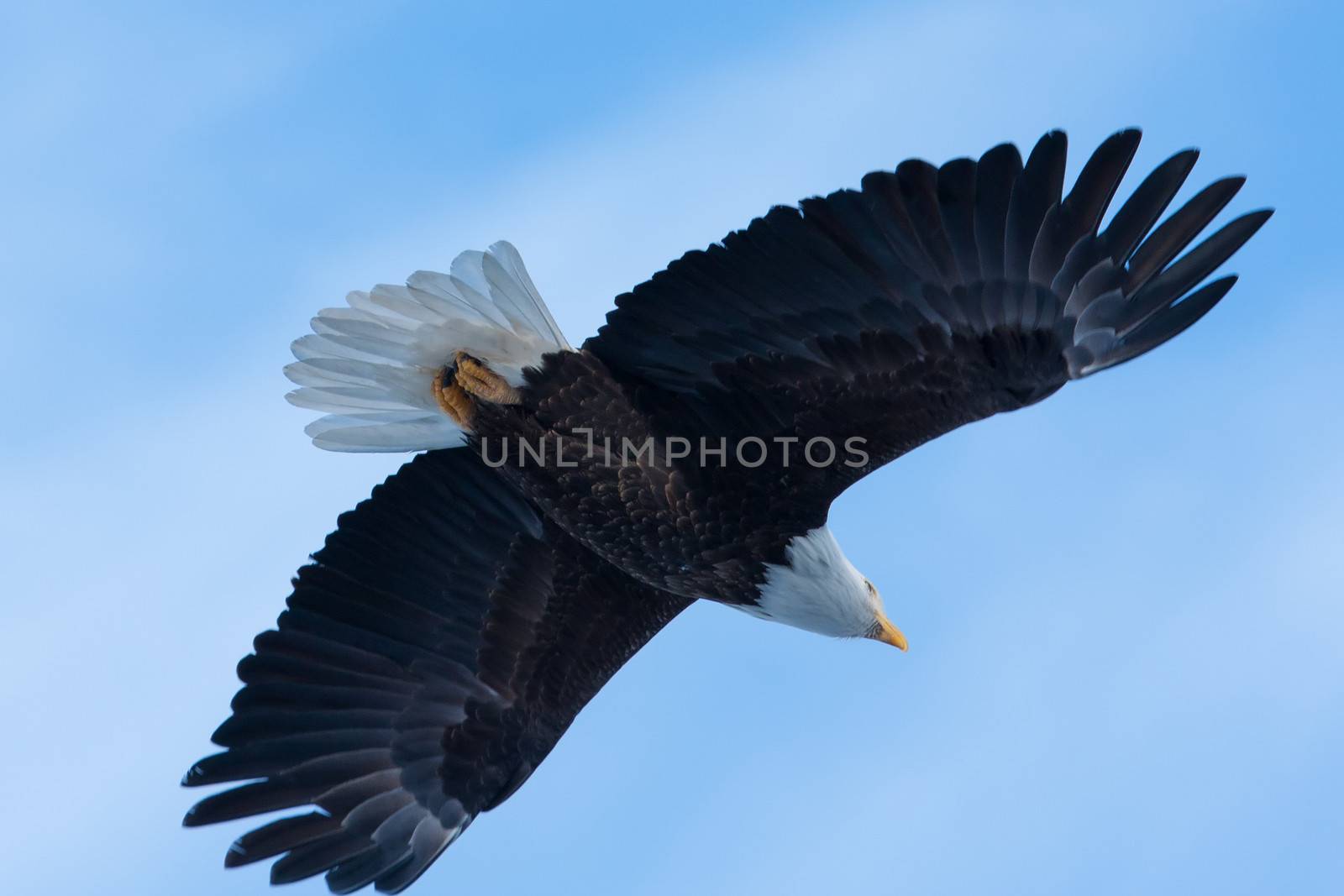 Image of an American Bald Eagle in Flight.