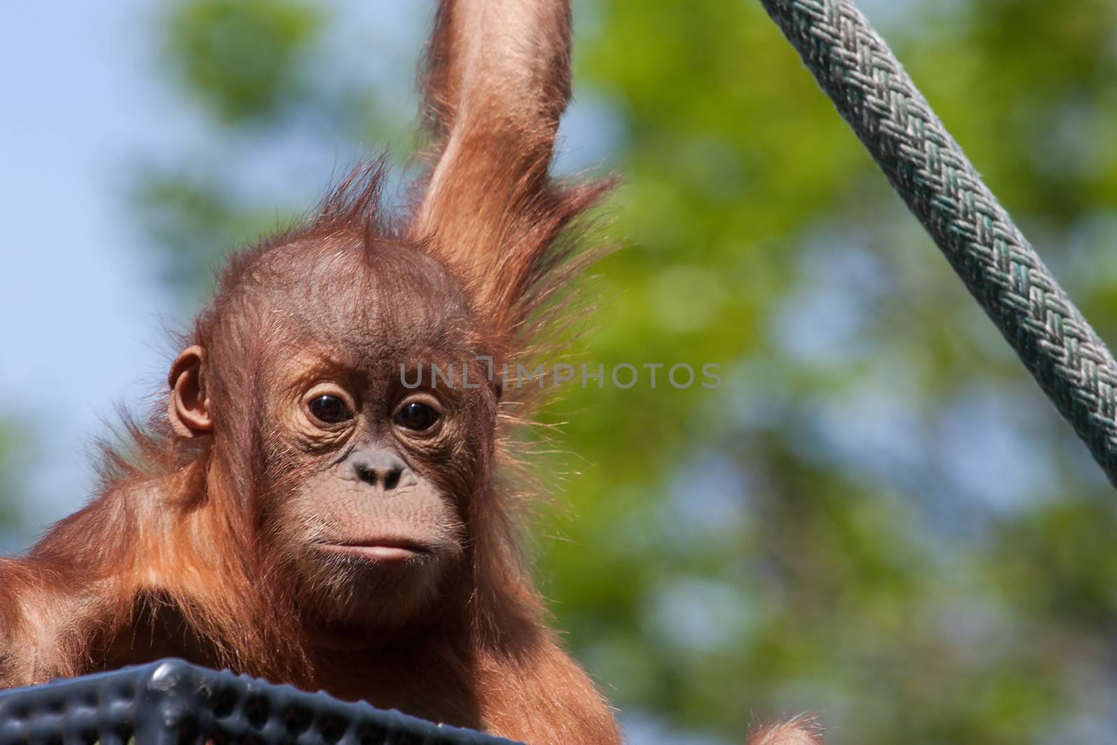 Baby Orangutan climbing on a rope at the zoo