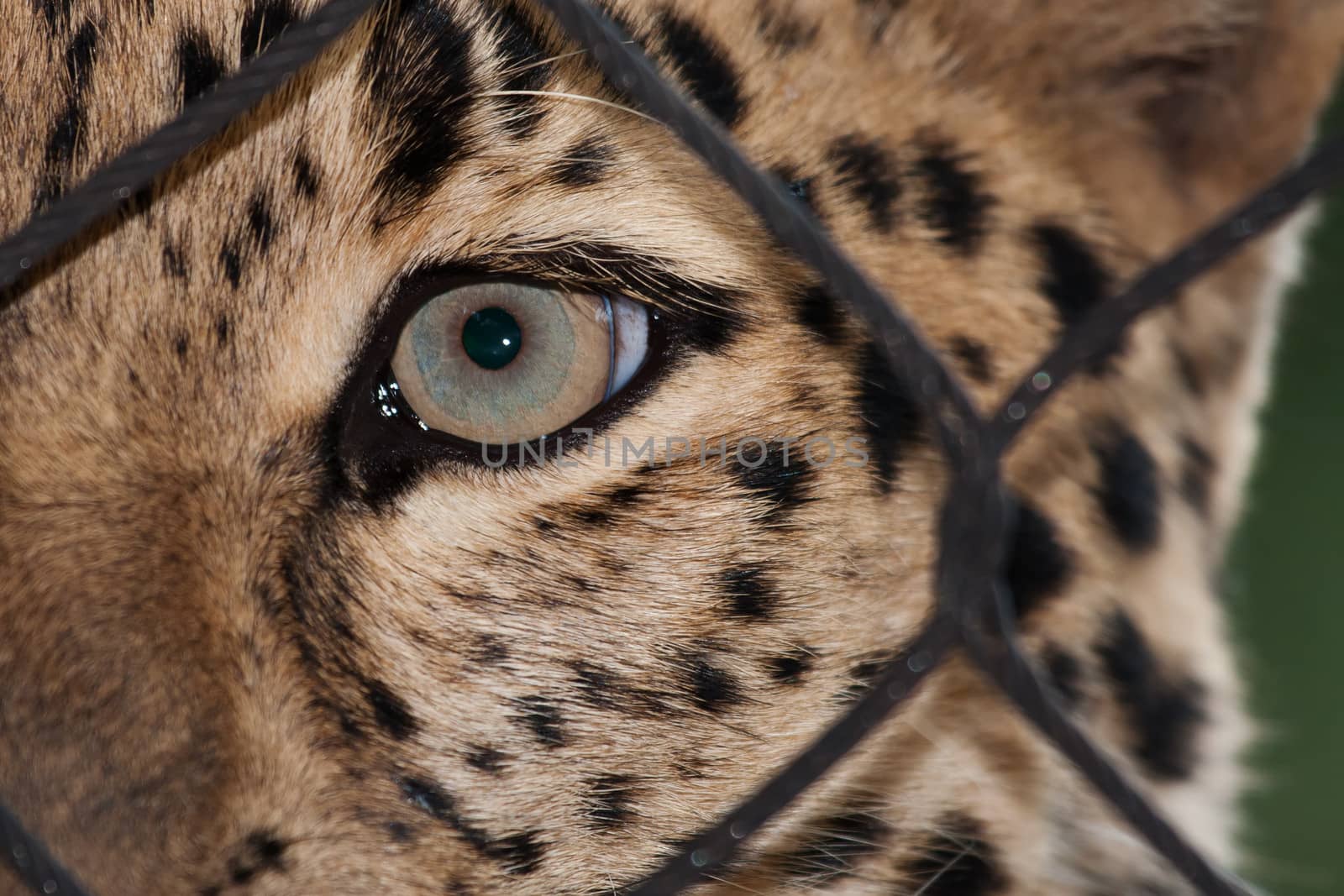 Amur Leopard looking through a fence by Coffee999