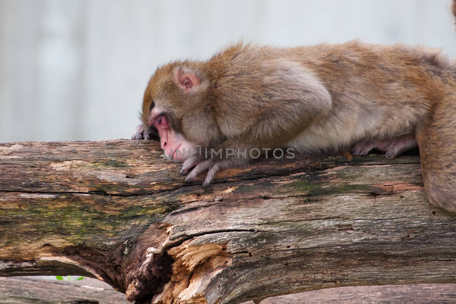 Macaque (Snow) Monkey's taking a nap by Coffee999