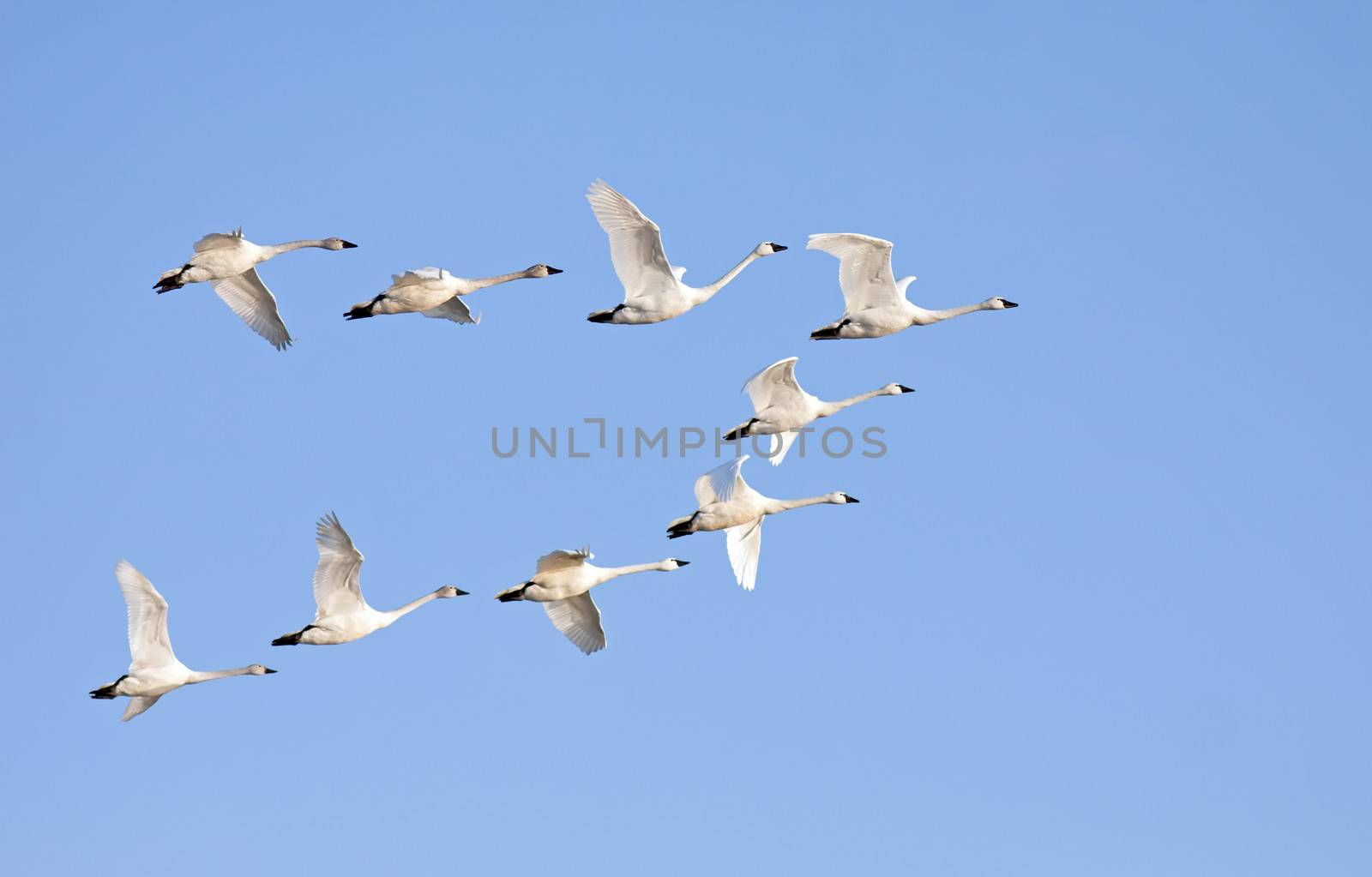 Tundra Swans flying in formation on a clear winter day.