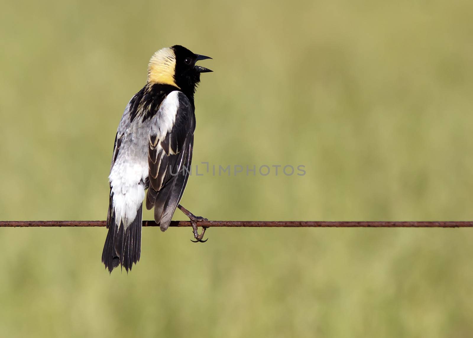 A Bobolink on a wire fence in a grass field,Lancaster County,Pennsylvania.The Bobolink (Dolichonyx oryzivorus) is a small New World blackbird.
