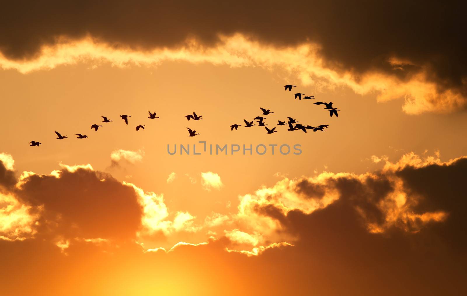 A flock of migratory Canadian Geese flying at sunset