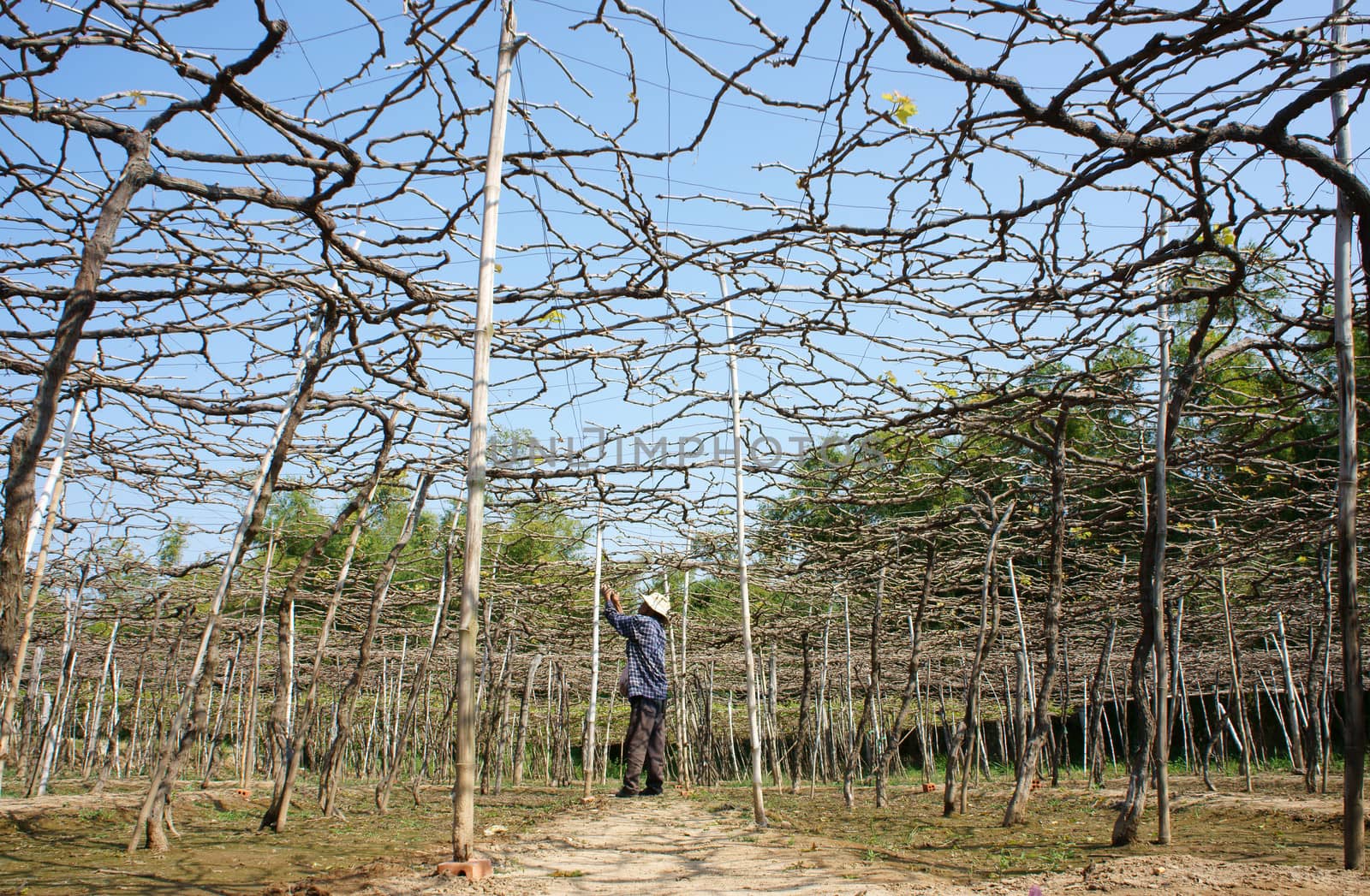  People care vine at vine garden by xuanhuongho