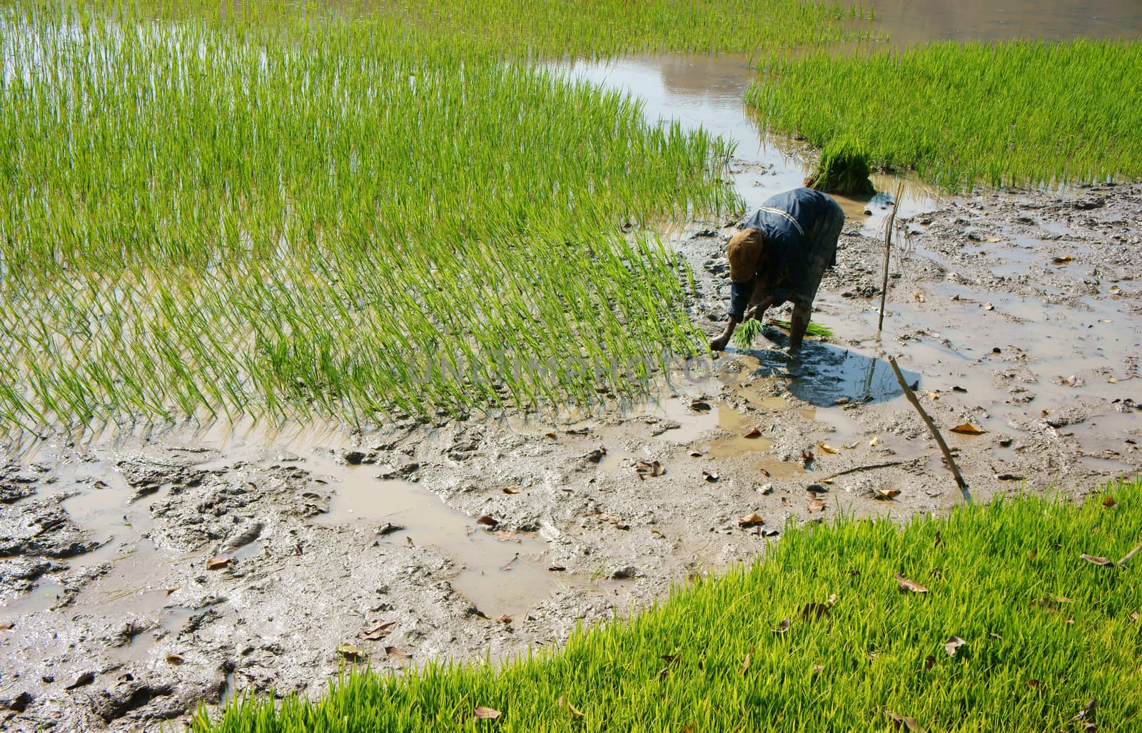Farmer sow rice on paddy field by xuanhuongho