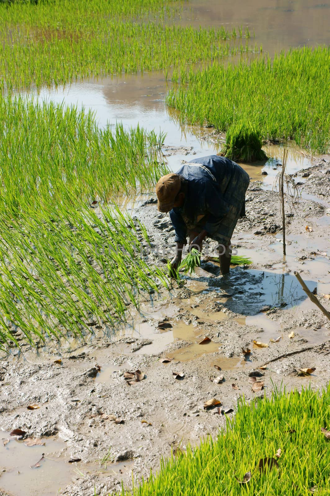 DAKLAK, VIETNAM- FEB 7: Farmer sow rice on paddy field, he transplant rice seeding on muddy plantation for springtime crop of agricultural country in Viet Nam, Feb 7, 2014                           