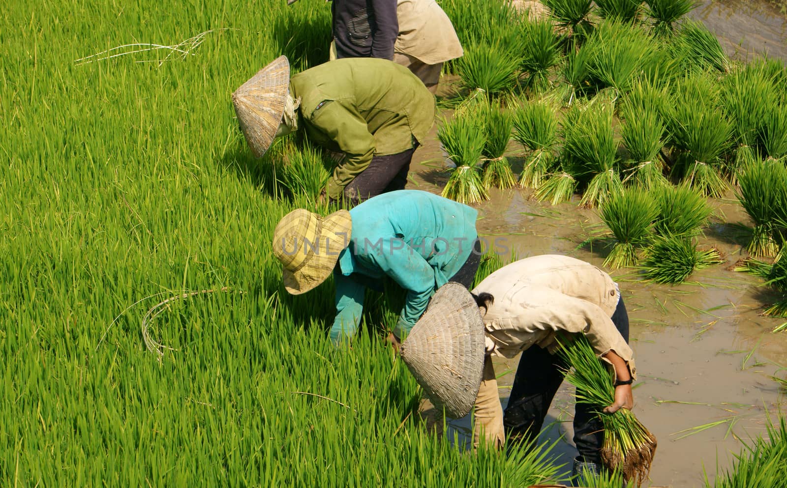 DAKLAK, VIETNAM- FEB 7: Group of Vietnamese farmer sow rice on paddy field, they transplant rice seeding on muddy plantation of agricultural country, Viet Nam, Feb 7, 2014                             