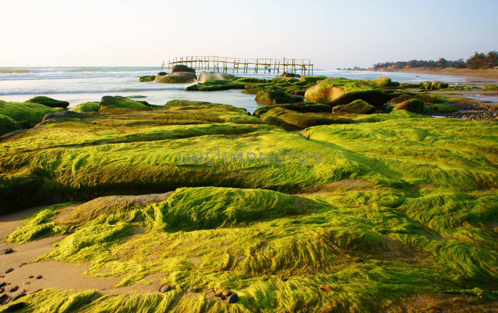 Impressive landscape with green moss, stone on beach by xuanhuongho