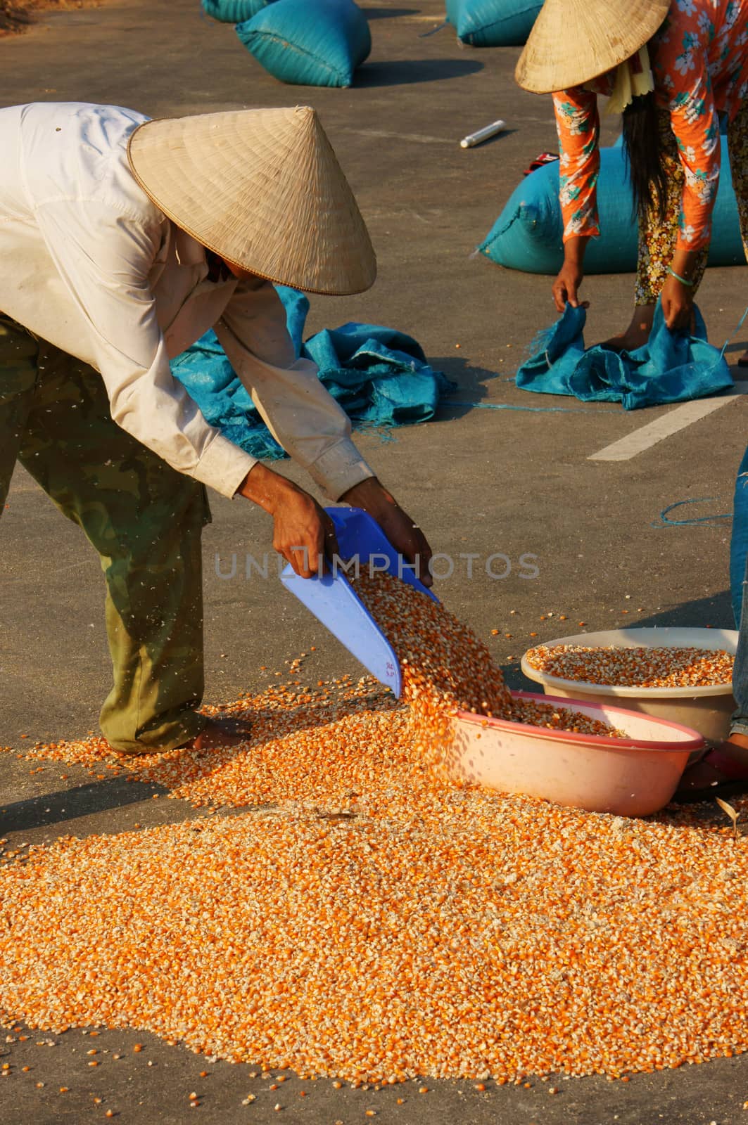  DAKLAK, VIETNAM- FEB 6: People collect maize of a good crop after dry corn on drying ground , yellow corn kernel dried ready for foodstuff pruduce , Viet Nam, Feb 6, 2014                           