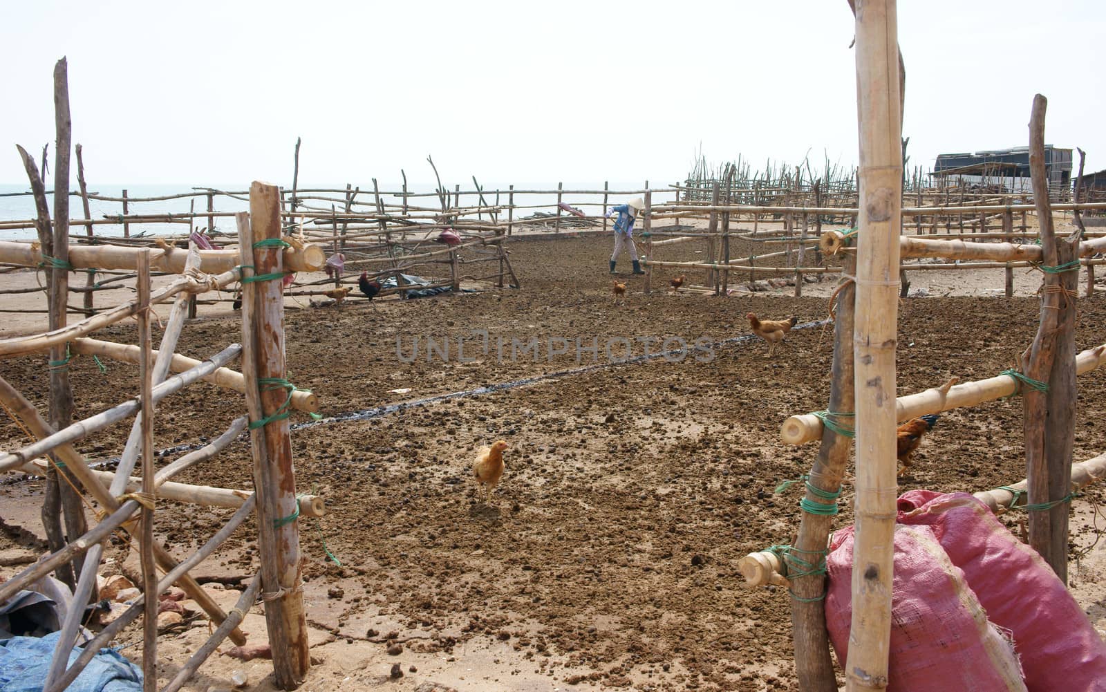 BINH THUAN, VIETNAM- JAN 21: People dry cow pat on drying ground to recycle into muck for agriculture produce, the ground cover by bamboo fence and chickens looking for feed, Viet Nam, Jan 21, 2014