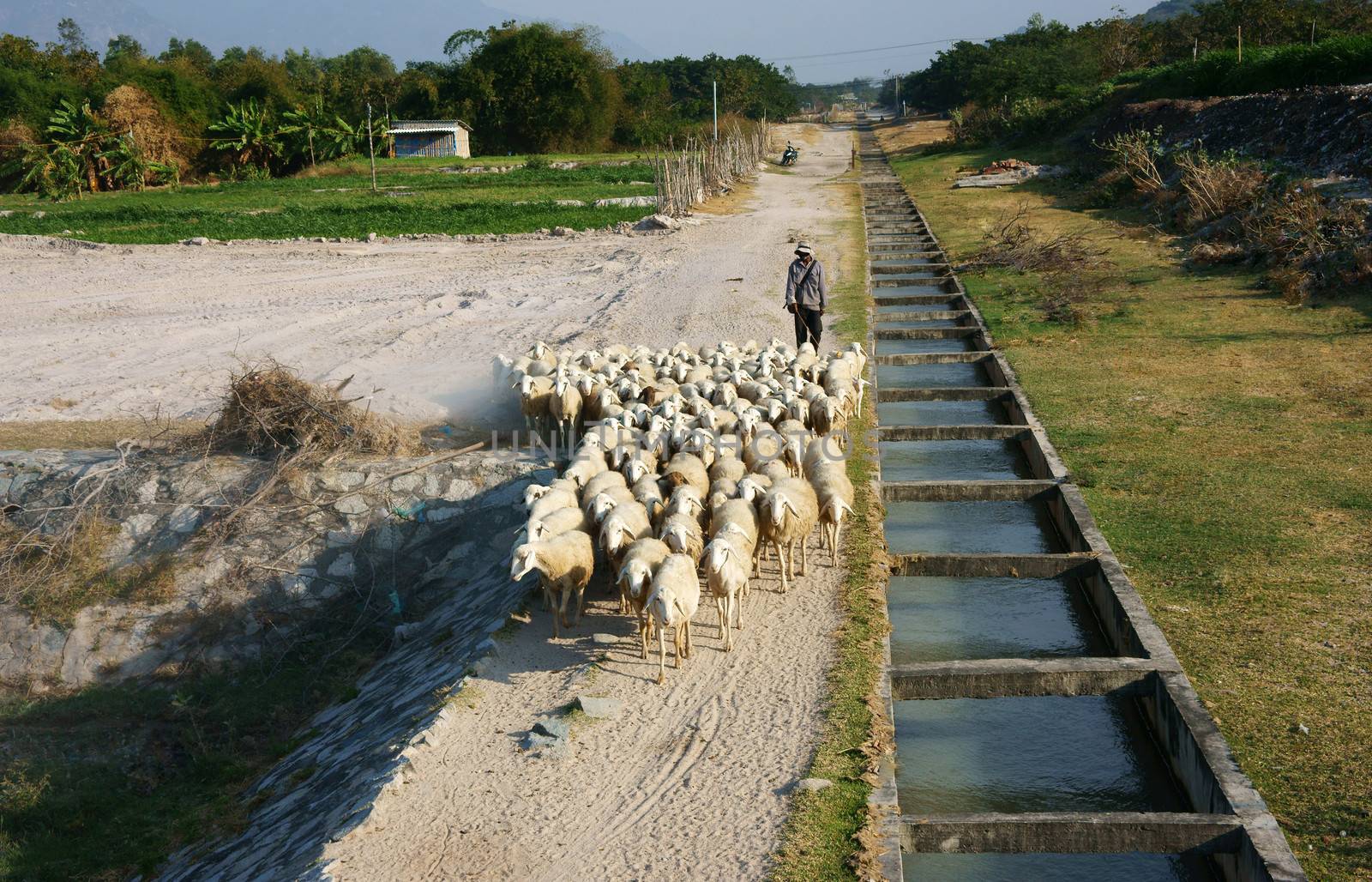 People graze herd of sheep by xuanhuongho