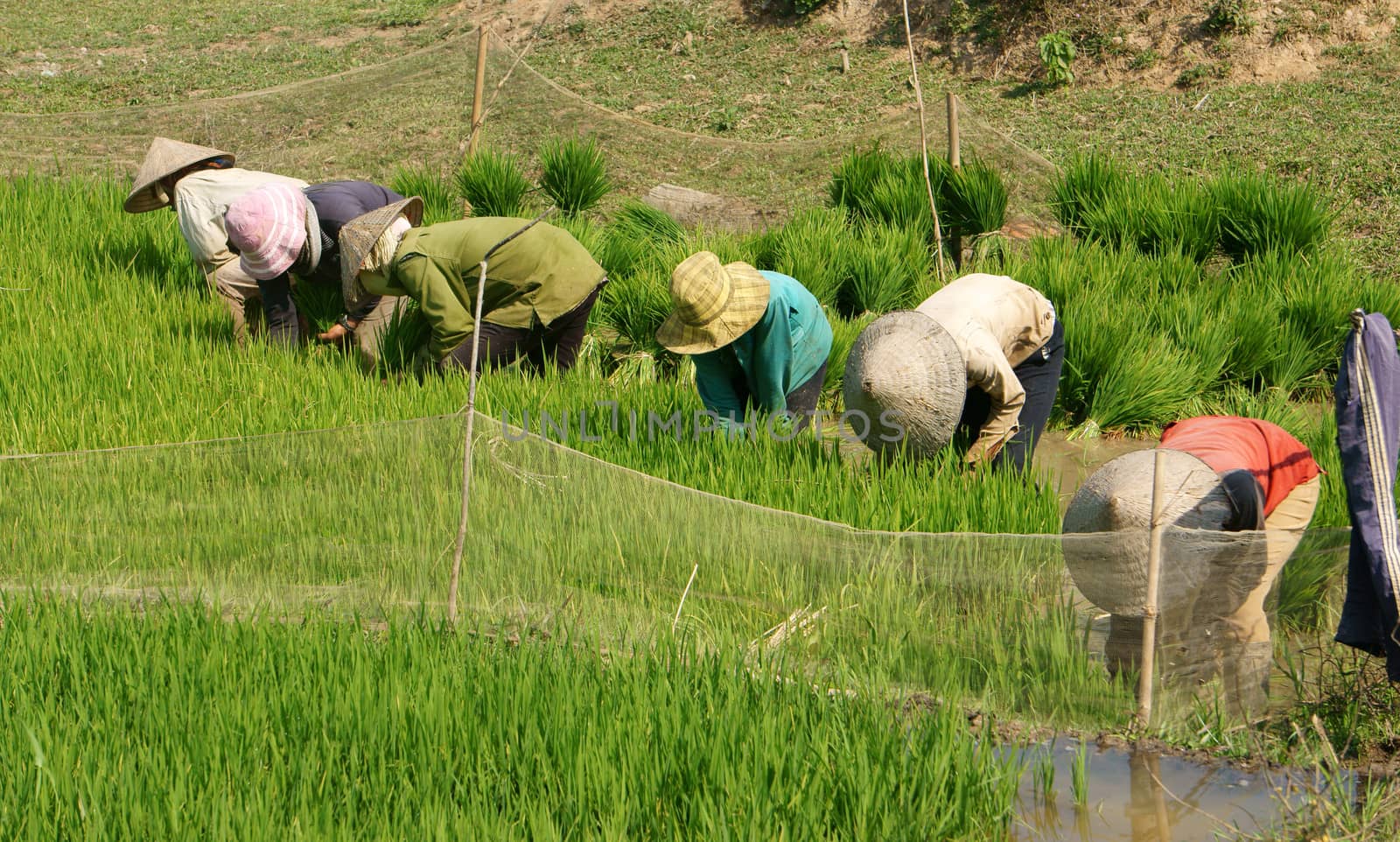 DAKLAK, VIETNAM- FEB 7: Group of Vietnamese farmer sow rice on paddy field, they transplant rice seeding on muddy plantation of agricultural country, Viet Nam, Feb 7, 2014                             