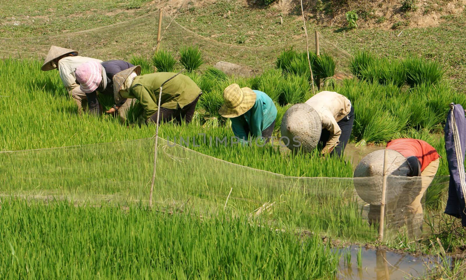 Vietnamese farmer sow rice on paddy field by xuanhuongho