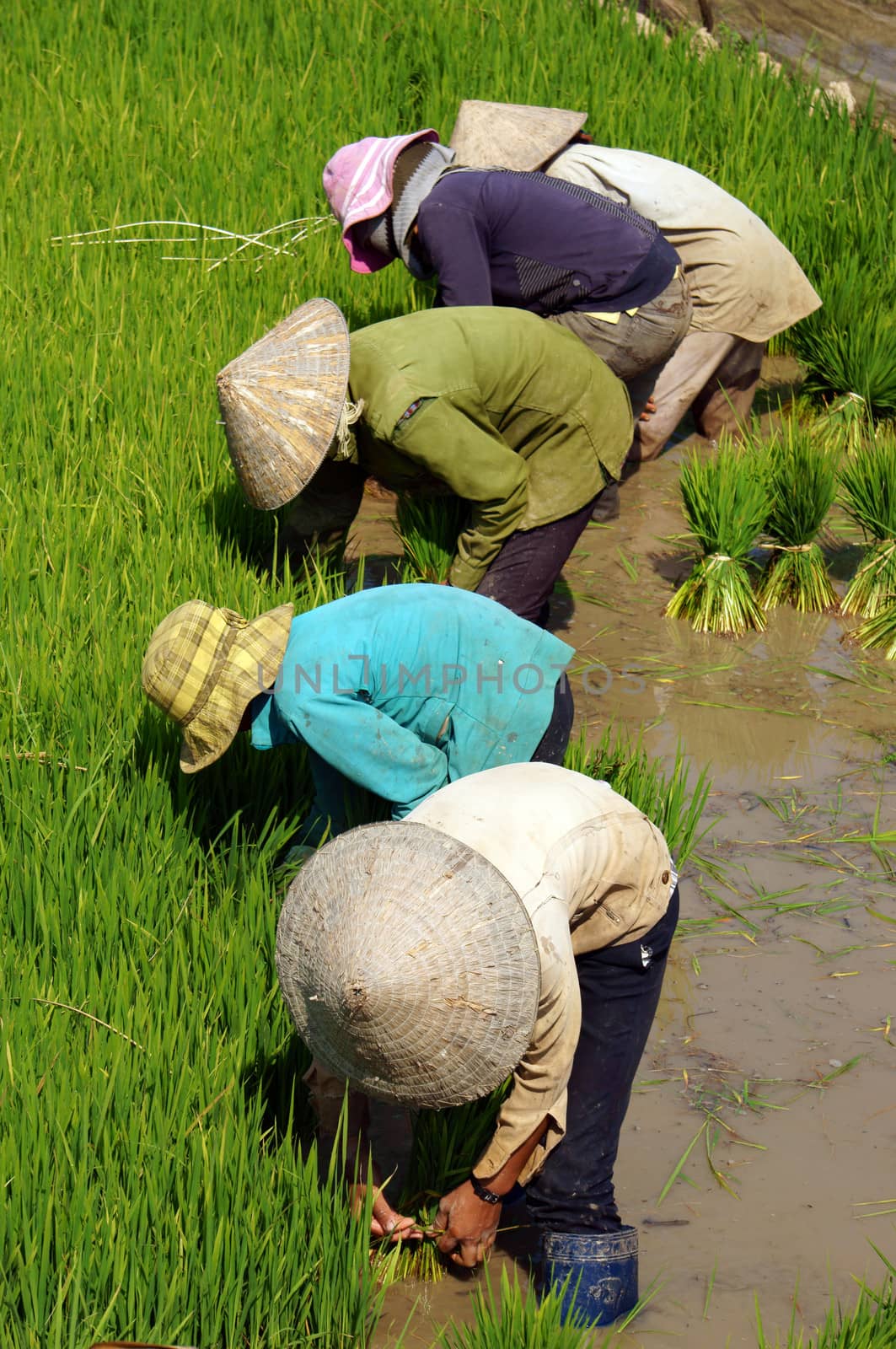 DAKLAK, VIETNAM- FEB 7: Group of Vietnamese farmer sow rice on paddy field, they transplant rice seeding on muddy plantation of agricultural country, Viet Nam, Feb 7, 2014                             