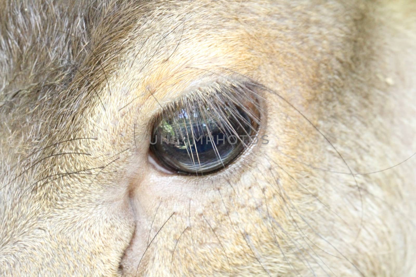 Close up of a deer's eye