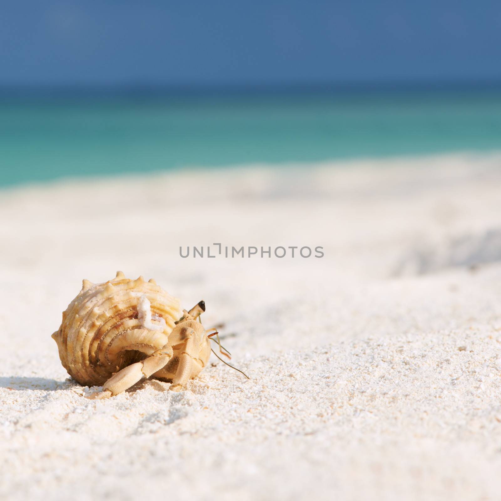 Hermit crab at beach by haveseen