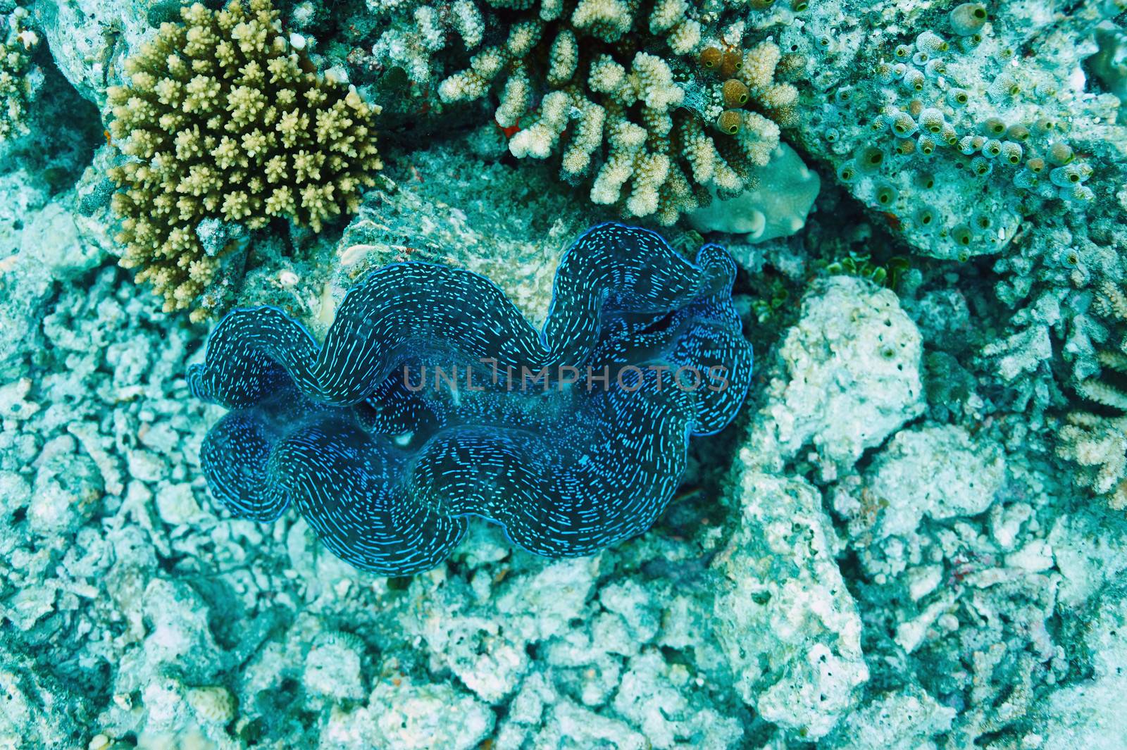 Giant clam (Tridacna gigas)at the tropical coral reef