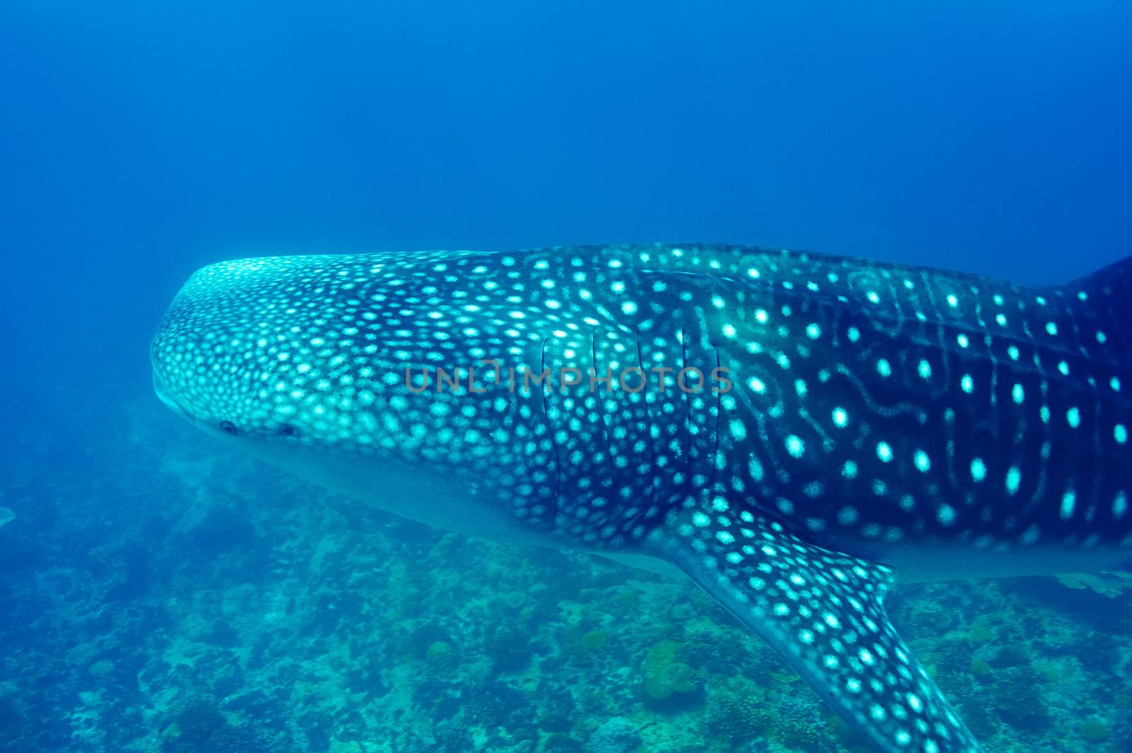 Whale Shark (Rhincodon typus) swimming  in crystal clear blue waters at Maldives