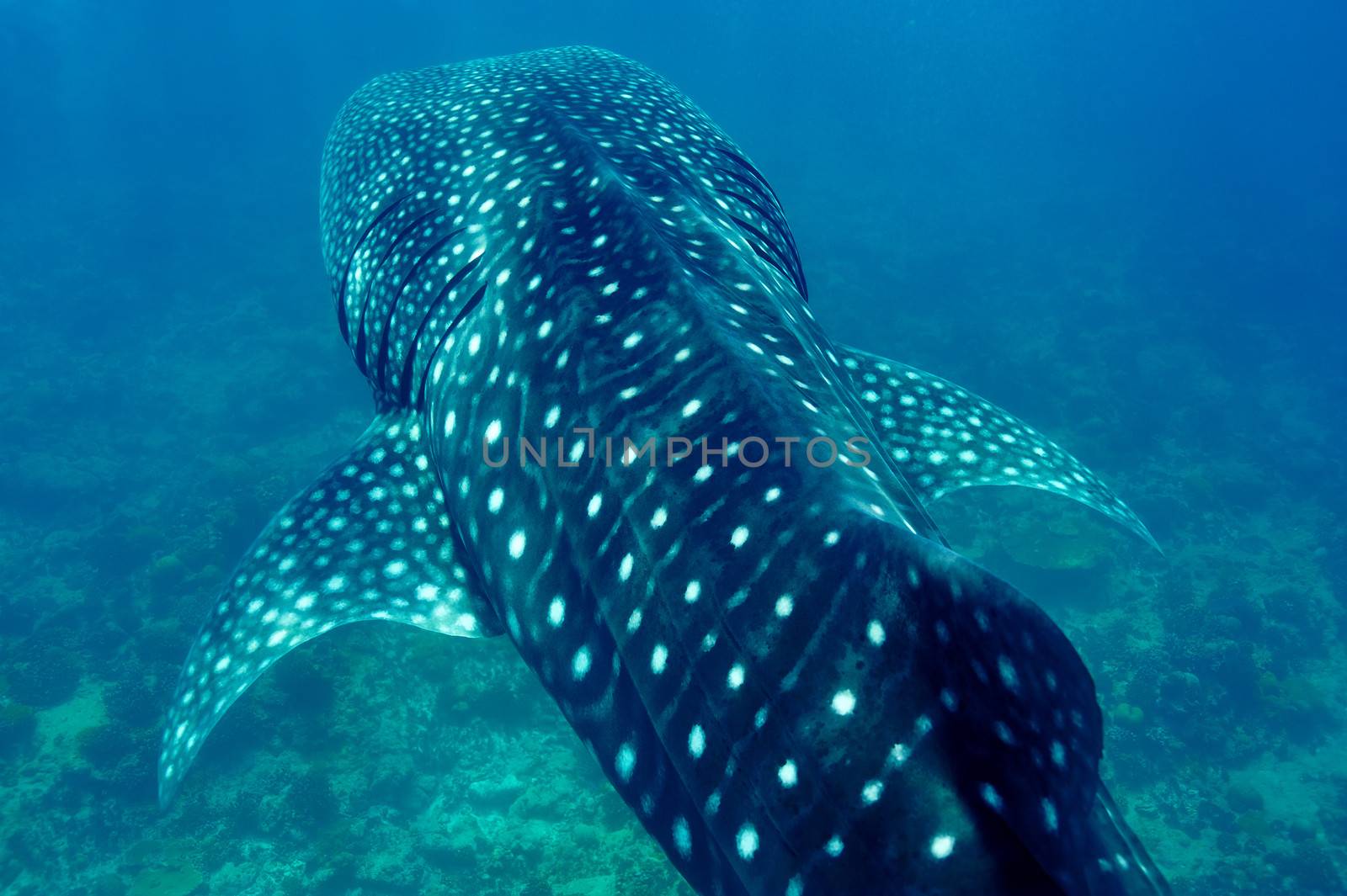 Whale Shark (Rhincodon typus) swimming  in crystal clear blue waters at Maldives