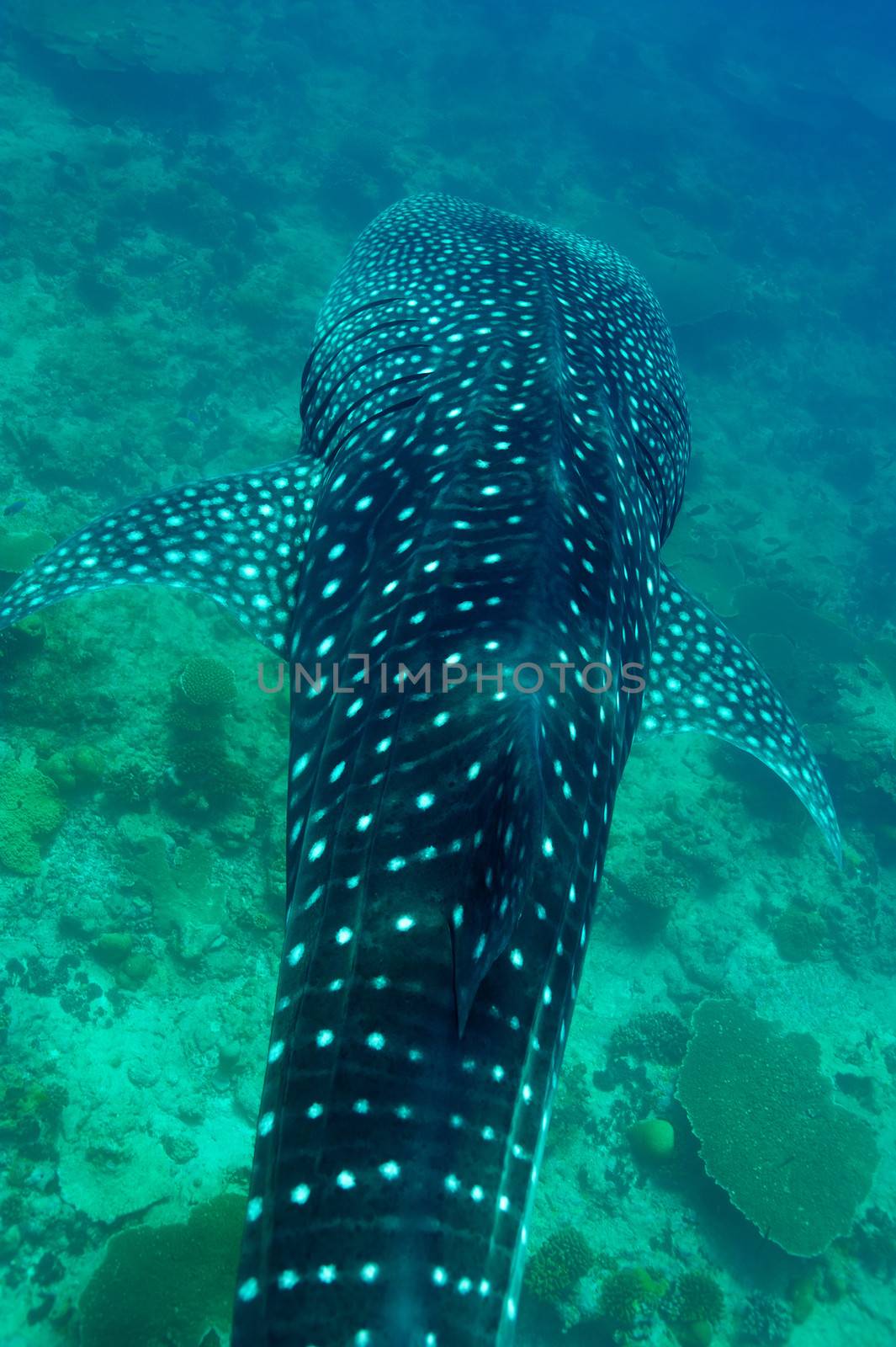 Whale Shark (Rhincodon typus) swimming  in crystal clear blue waters at Maldives