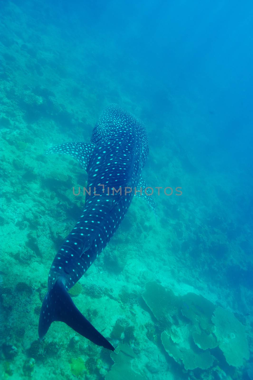 Whale Shark swimming  in crystal clear blue waters at Maldives by haveseen