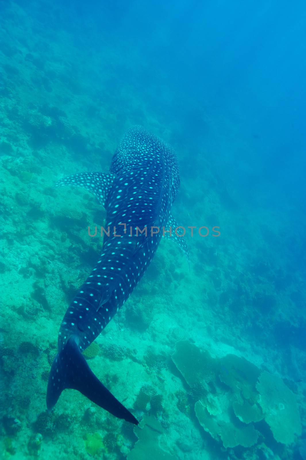 Whale Shark (Rhincodon typus) swimming  in crystal clear blue waters at Maldives