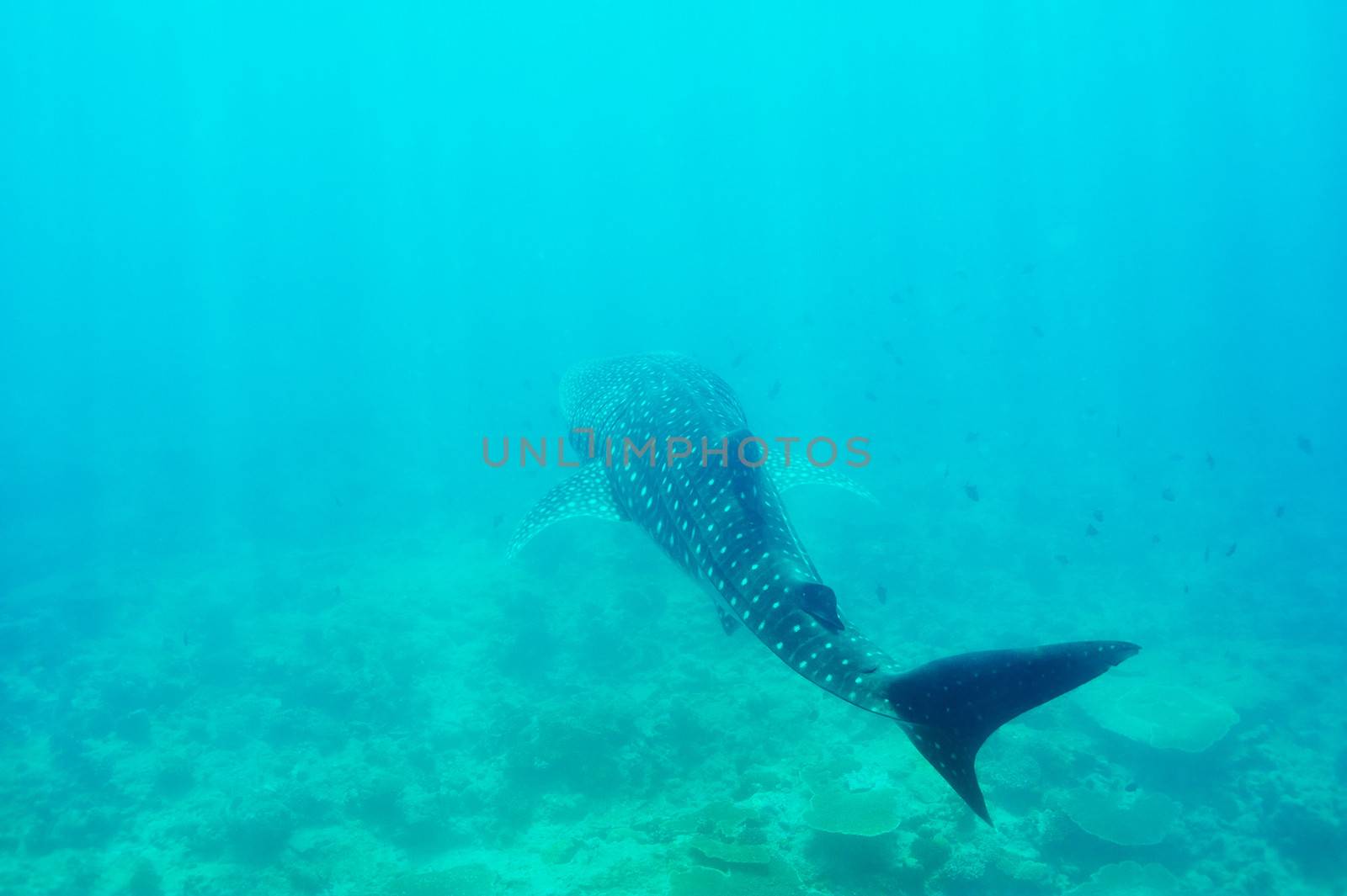 Whale Shark (Rhincodon typus) swimming  in crystal clear blue waters at Maldives