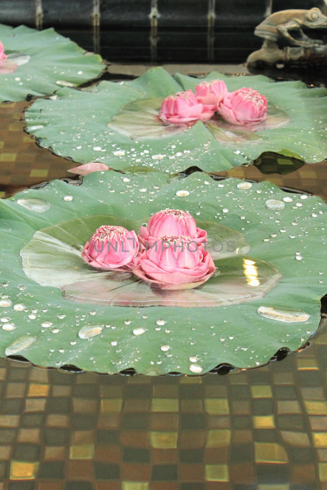 Water lily lotus arrangement on the lotus leaf