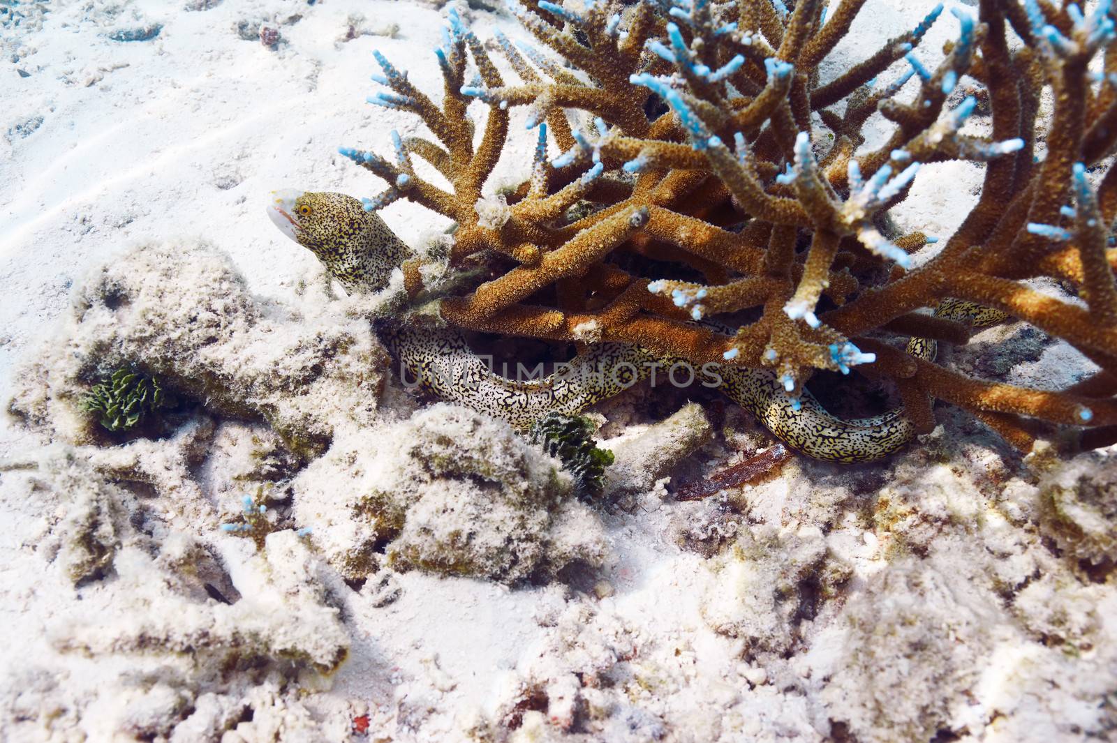 Moray eel fish hiding in coral reef by haveseen