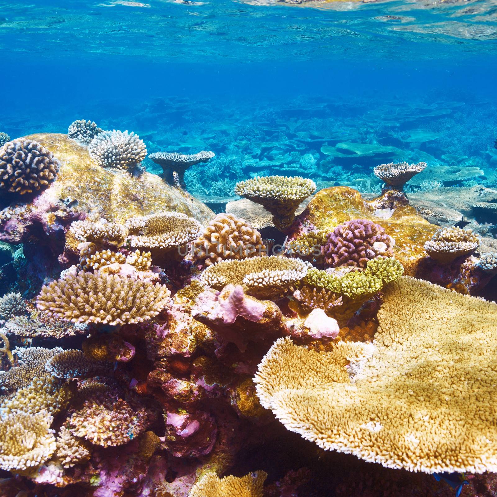 Coral reef at Maldives by haveseen