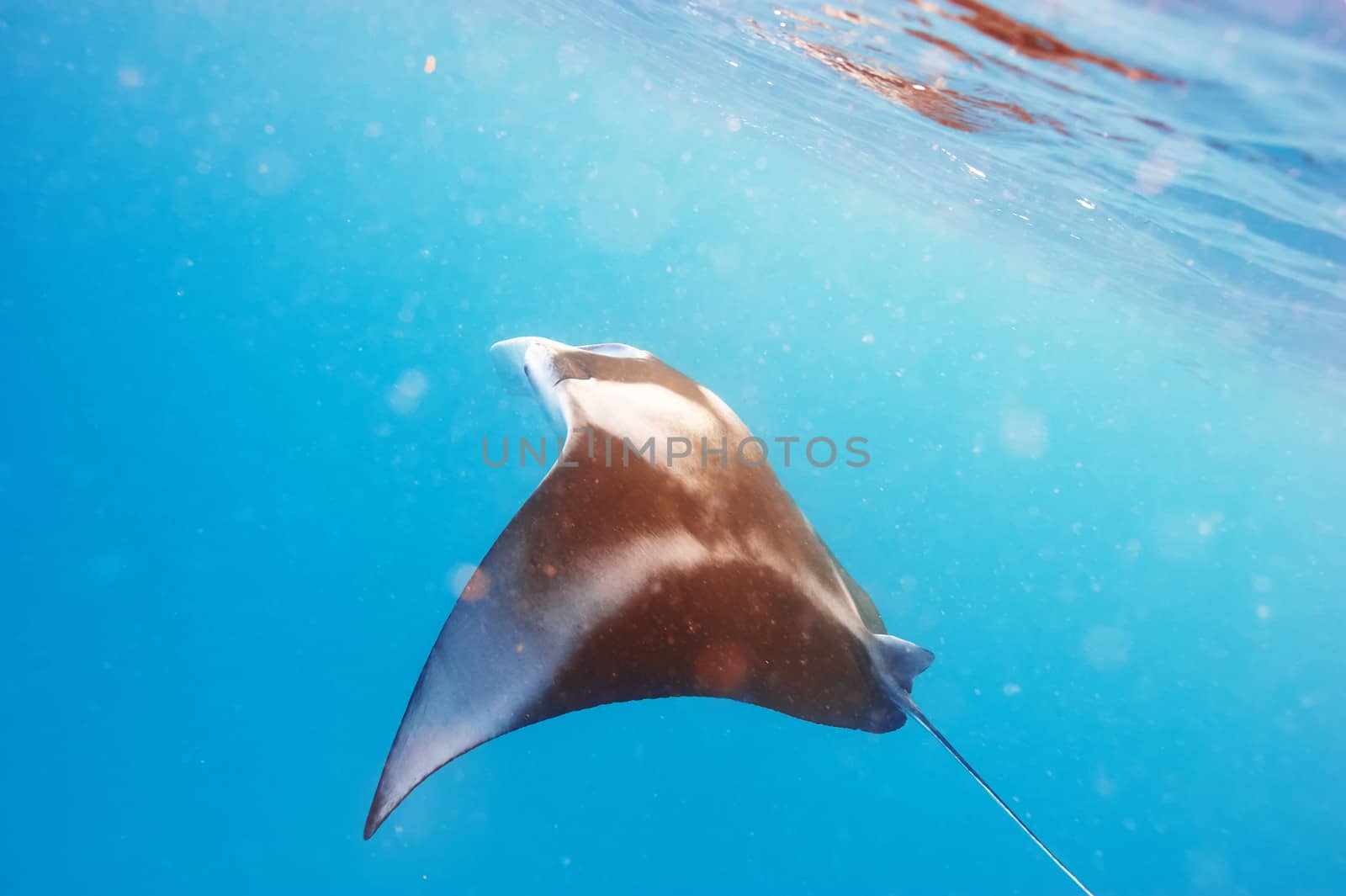 Manta ray floating underwater among plankton