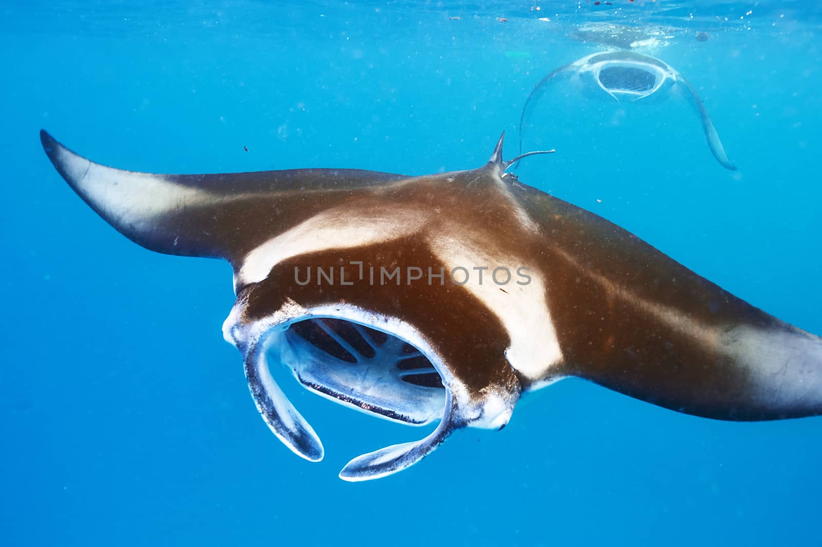 Manta ray floating underwater among plankton