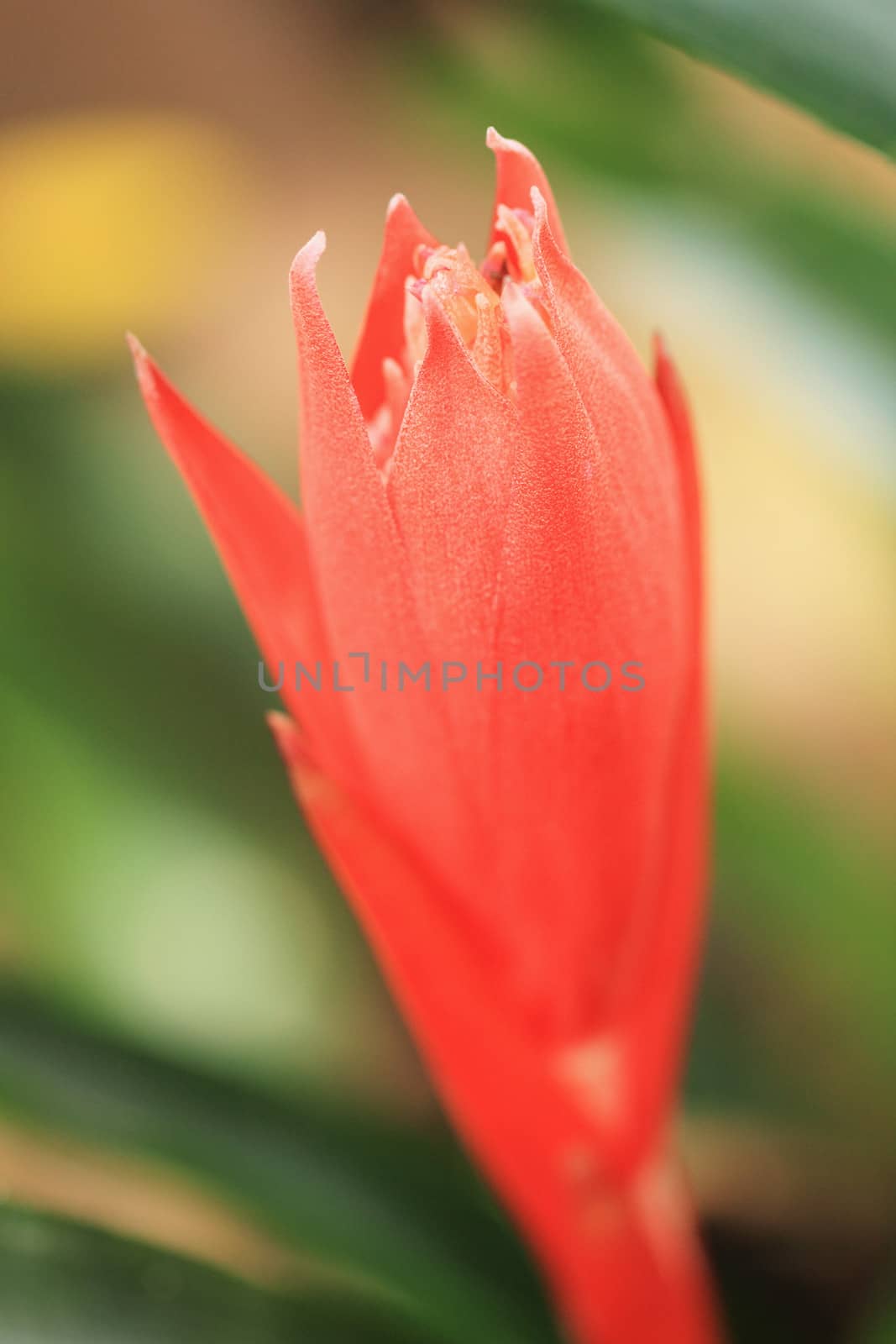 Close up red flower in nature