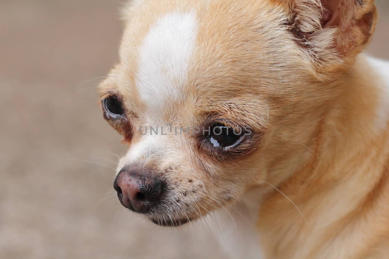 Chihuahua by olovedog