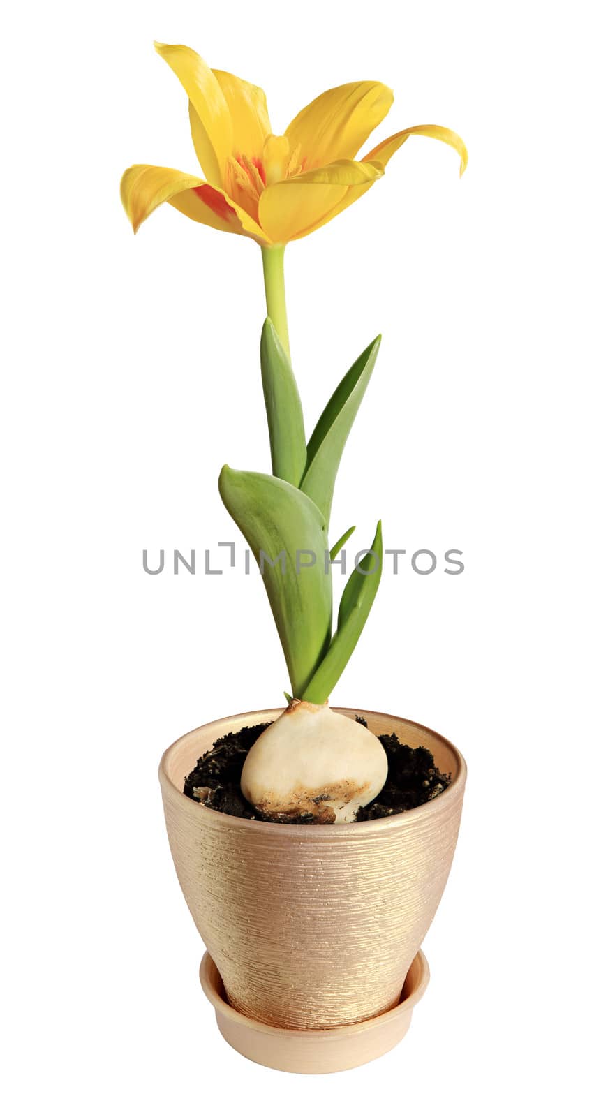 Yellow tulip bloom on white background (Tulipa kaufmanniana Johann Strauss).
