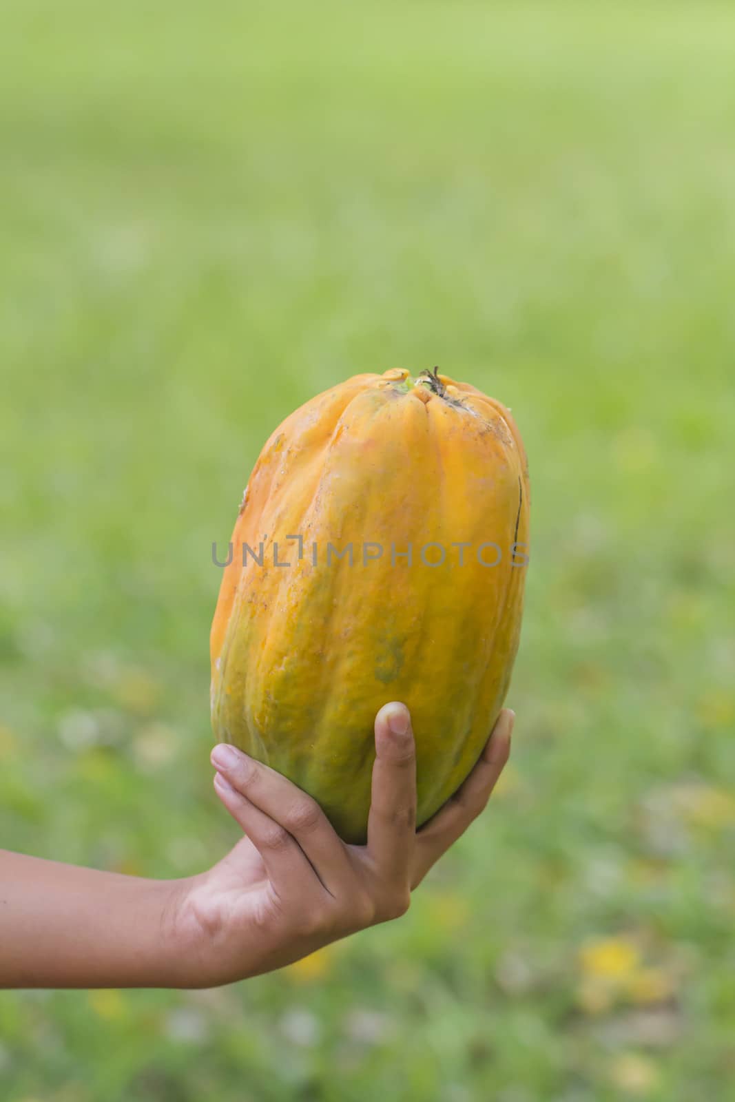 Man hand holding papaya fruit