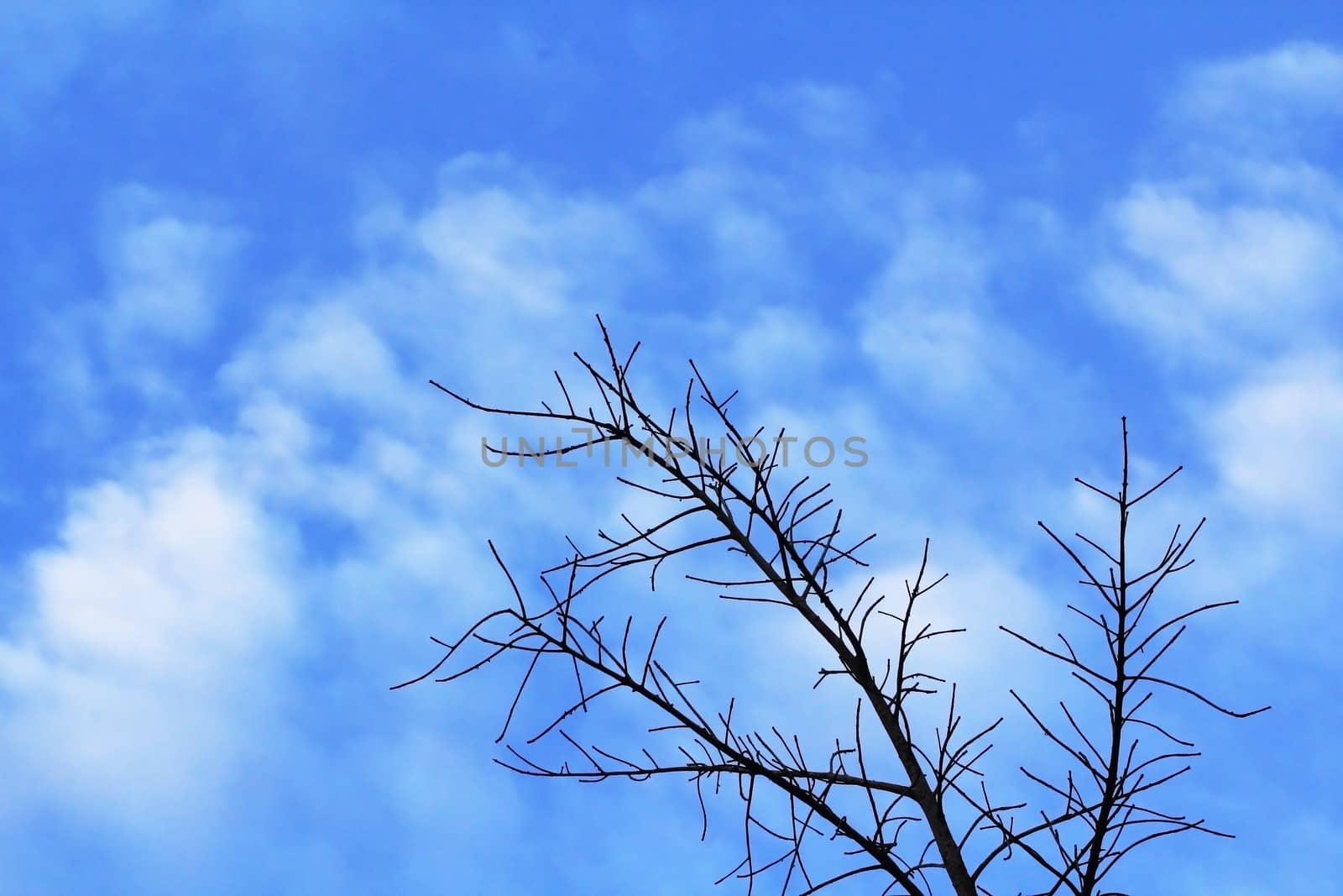 Branch of dead tree against blue sky