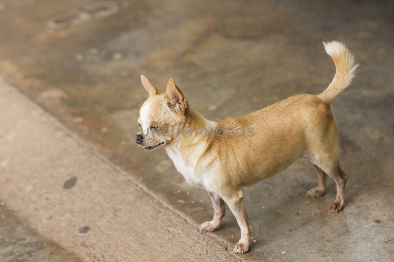 Chihuahua Dog by olovedog