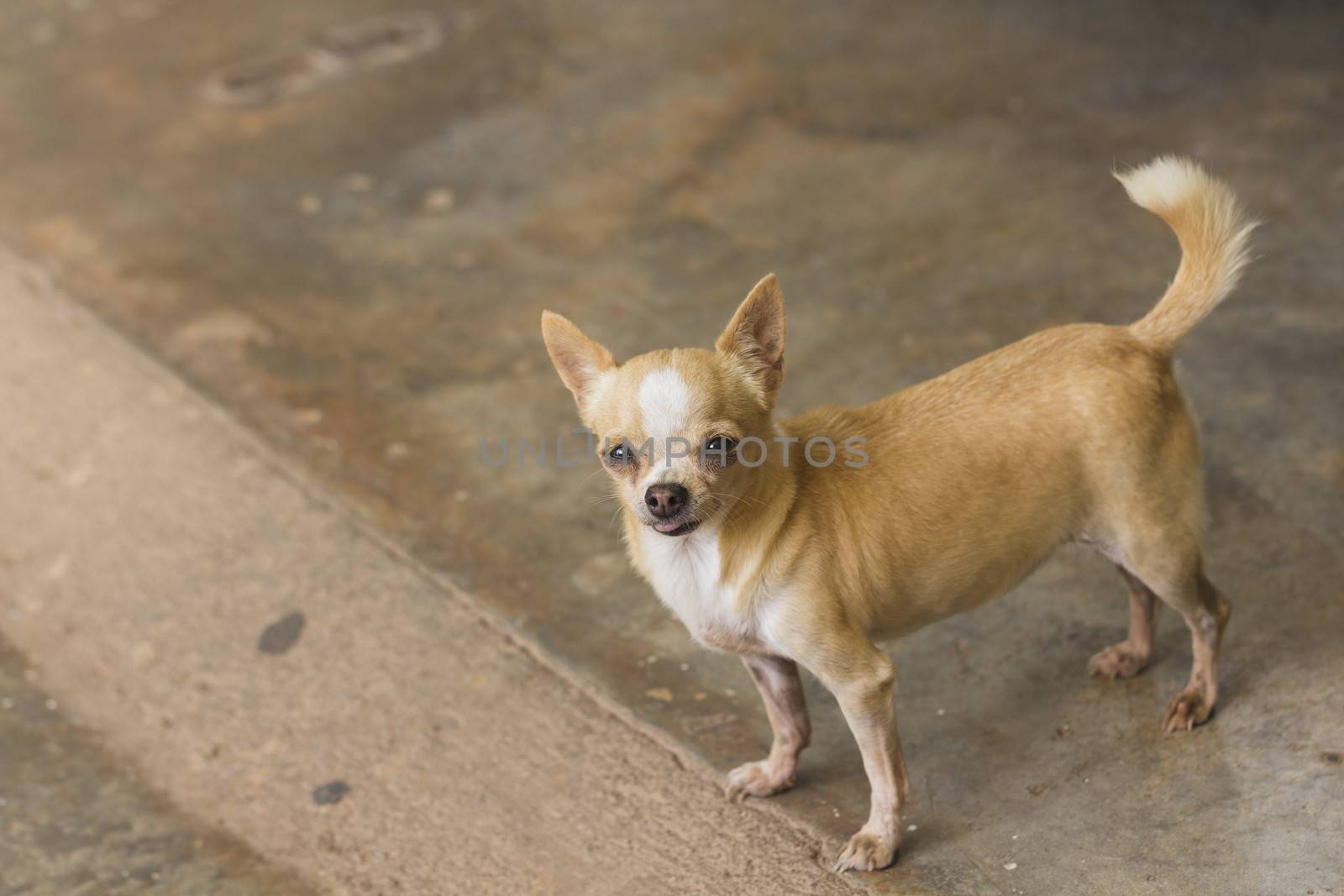 Female short haired chihuahua dog standing