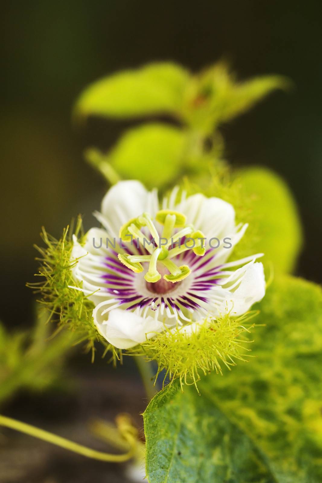 Soft-focused photograph of a tropical wild passionflower (Passiflora incarnata) growing wild in Thailand