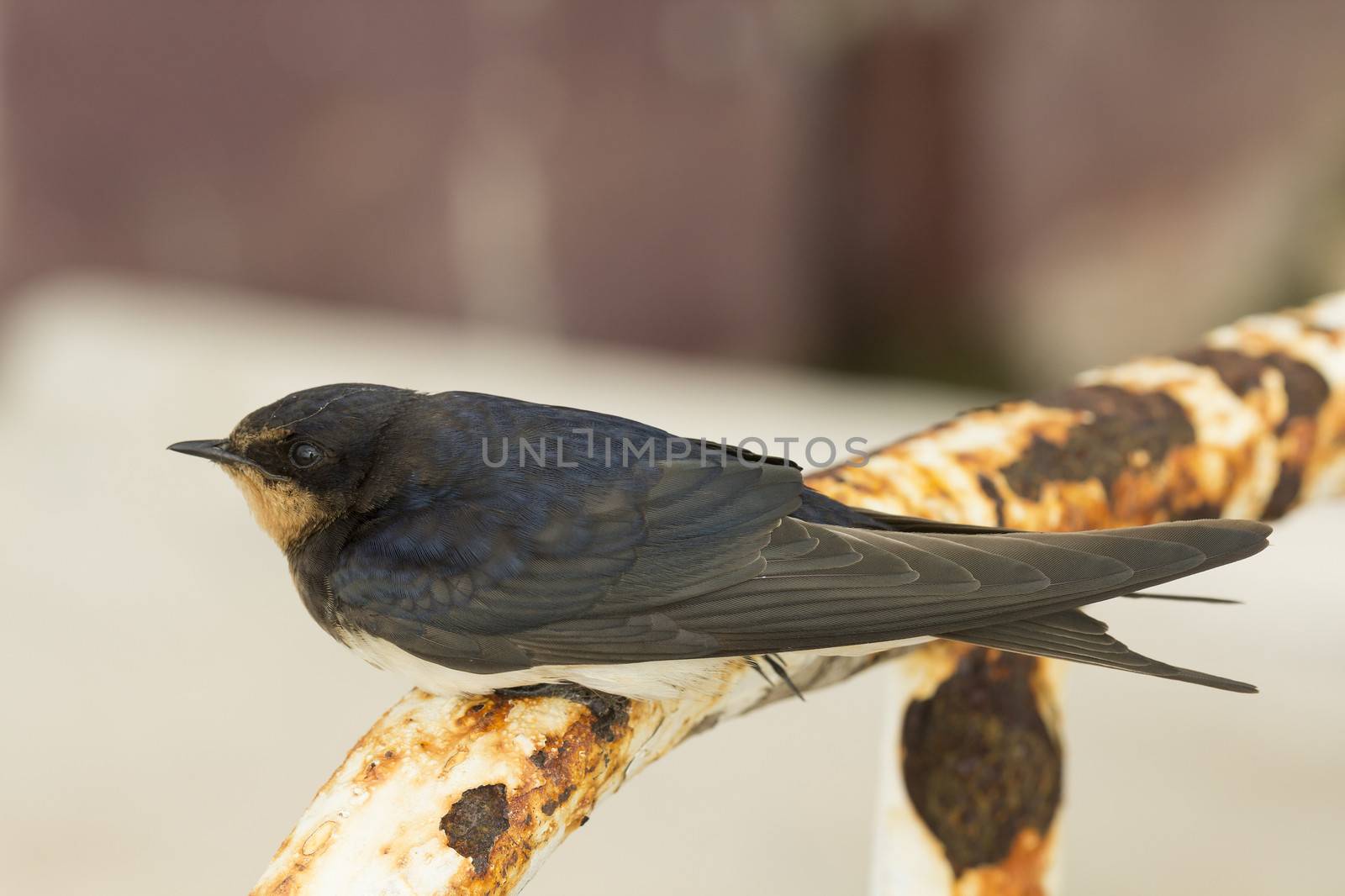 Swallow bird wildlife in nature