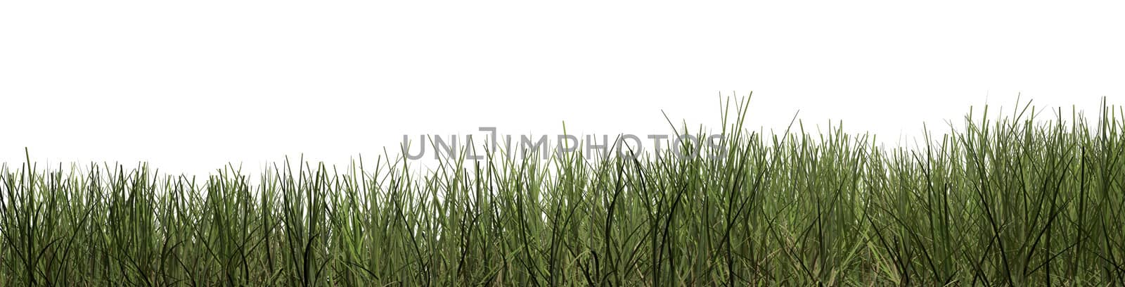 Green grass background by vitanovski