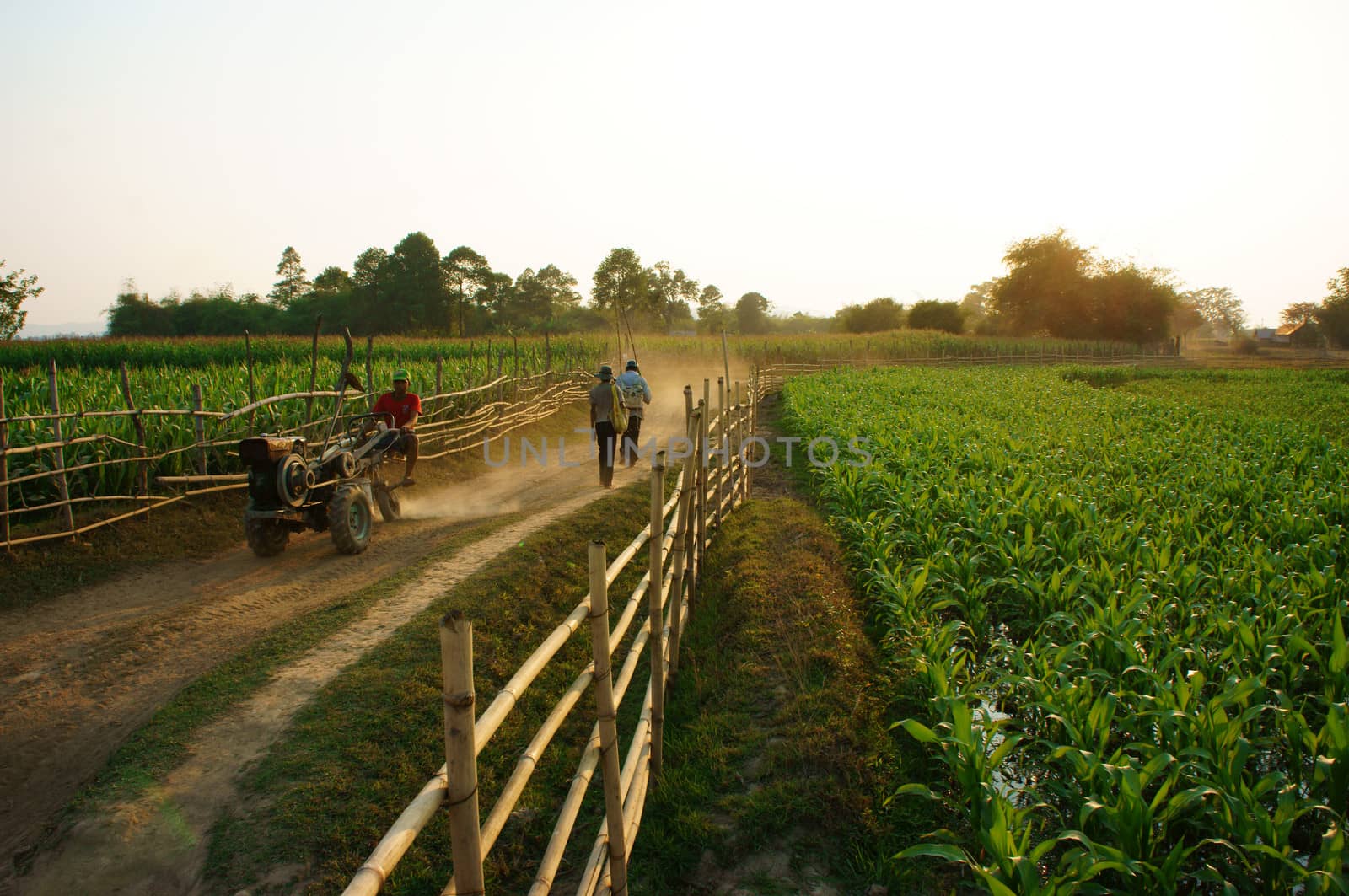 DAKLAT- VIETNAM- FEB 7: Peaceful, beautiful scene of countryside with dusty path, wooden fence, green vegetable field, farmer walking on way and ride farm vehicle to coming home, Viet Nam, Feb 7, 2014