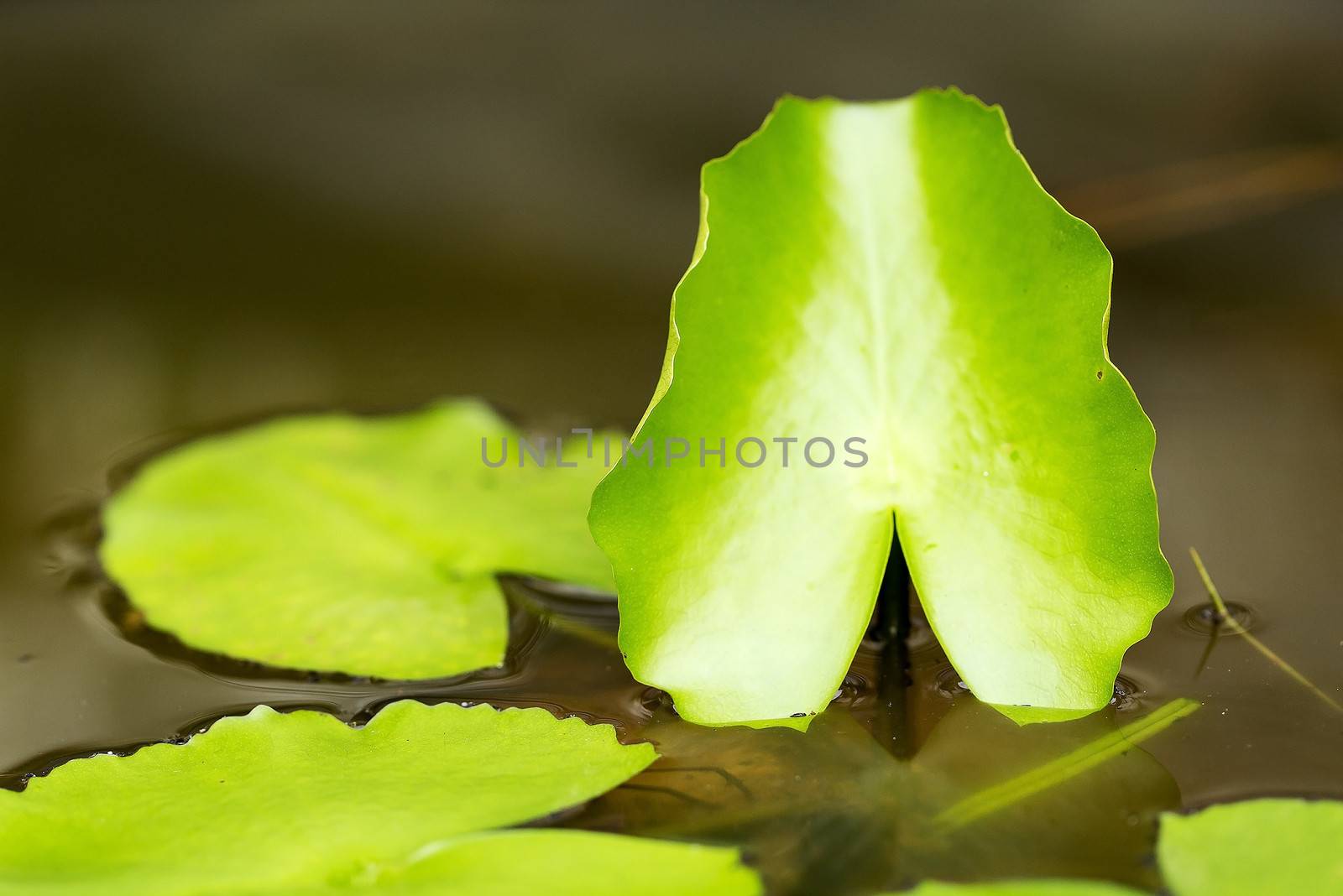 Leaf Of Water Lily by olovedog