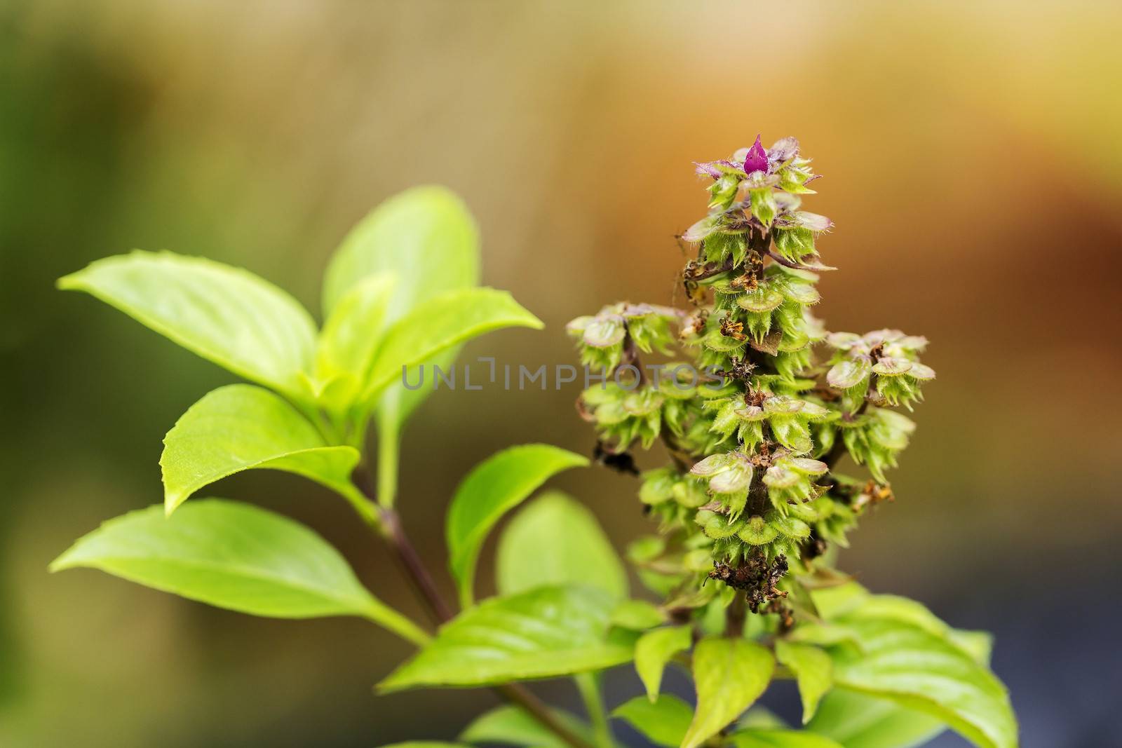 Sweet basil or Thai basil flower (Ocimum basilicum Linn.)