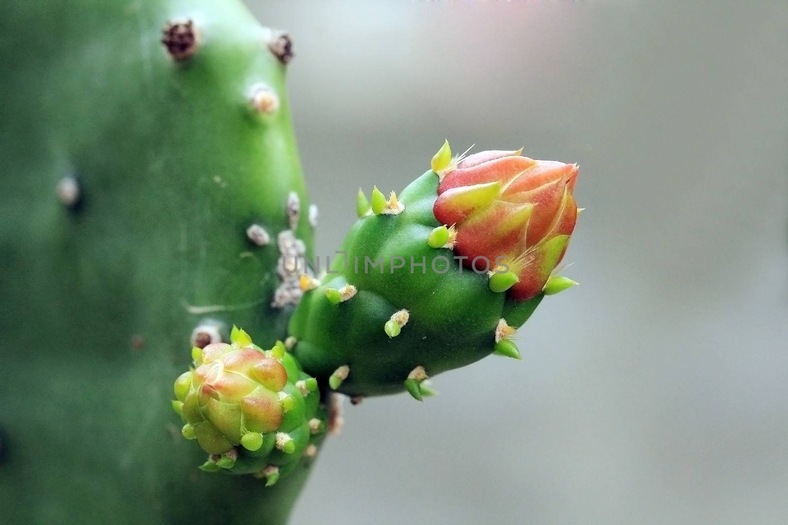 Closeup cactus flowers