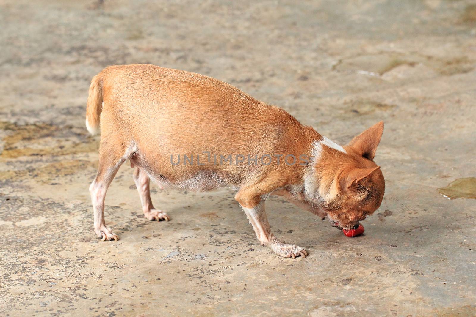 Little chiuhauha be pregnant eating ivy gourd fruit