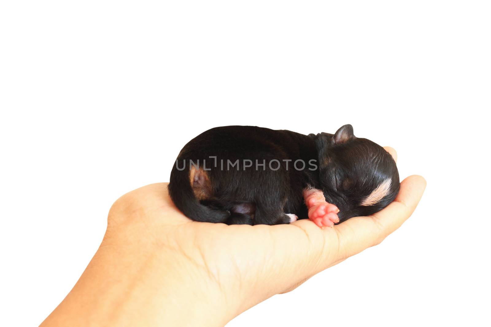 Tiny newborn chihuahua puppy on the palm of a woman isolated on white background