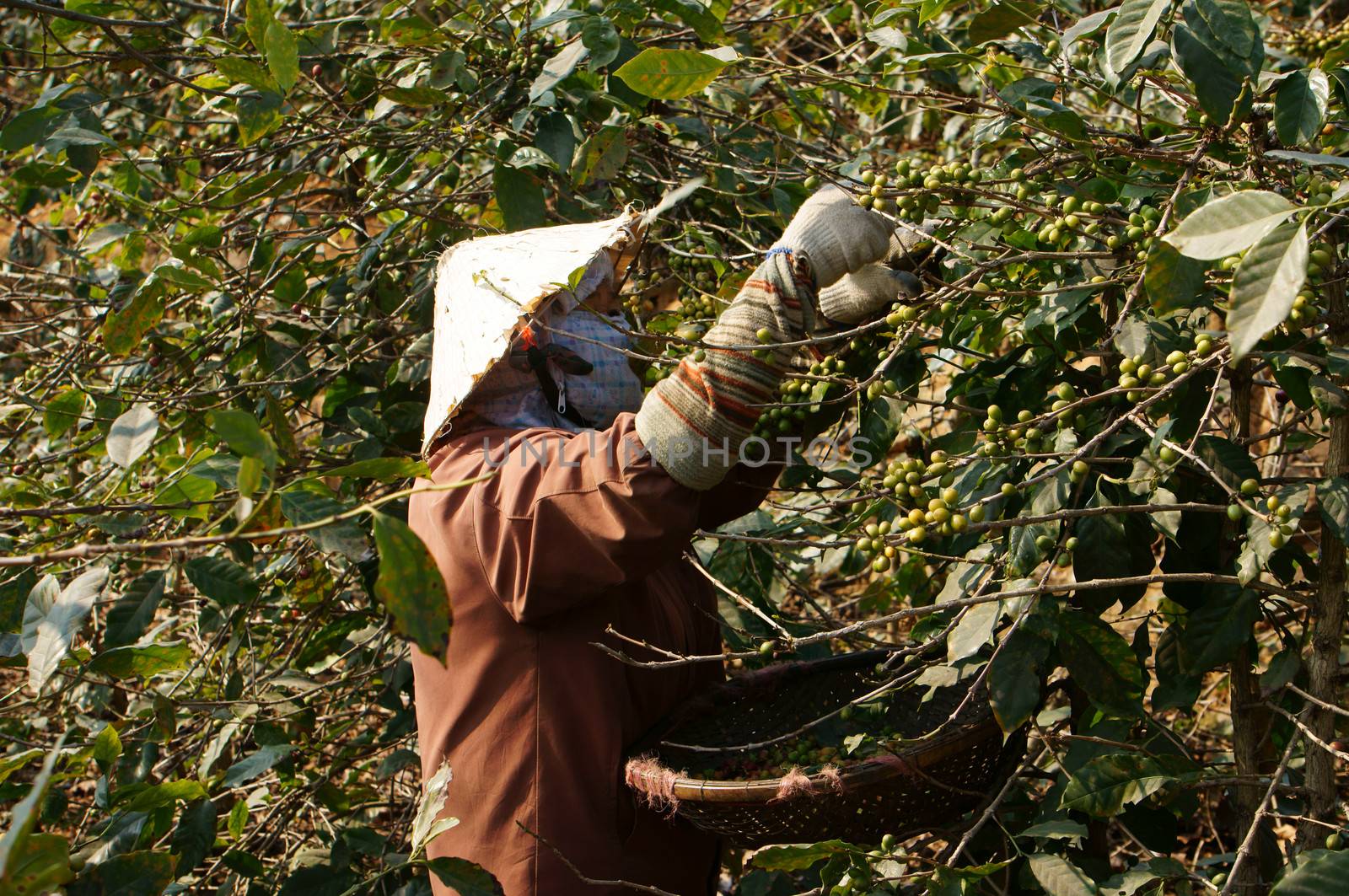 LAM DONG, VIETNAM- JAN 24: Farmer harvesting coffee grain on coffee plantation,  women pick up reap bean, this plant is industrial tree in Viet Nam, Jan 24, 2014
